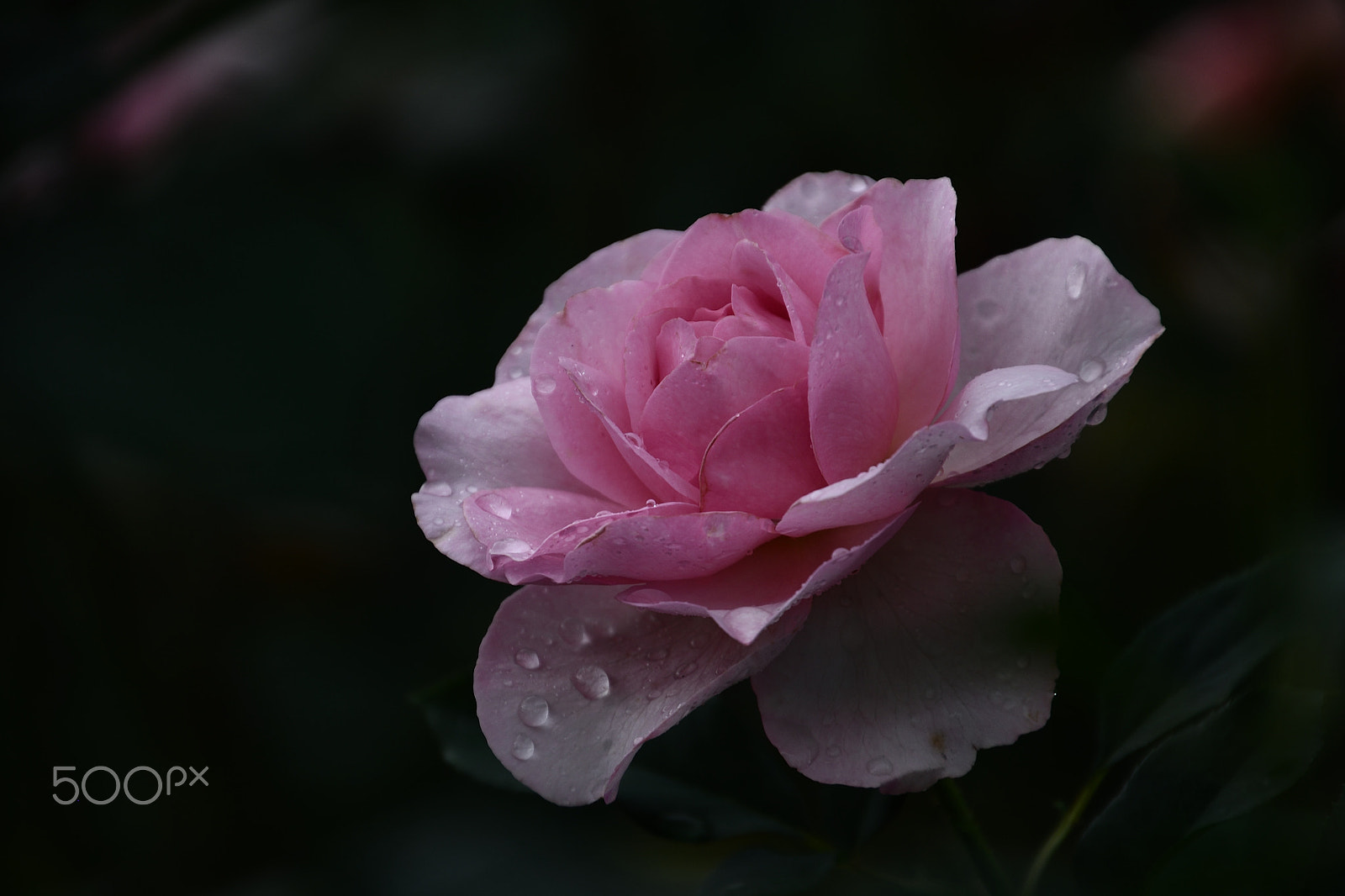Nikon D500 sample photo. Rose garden : after rain photography