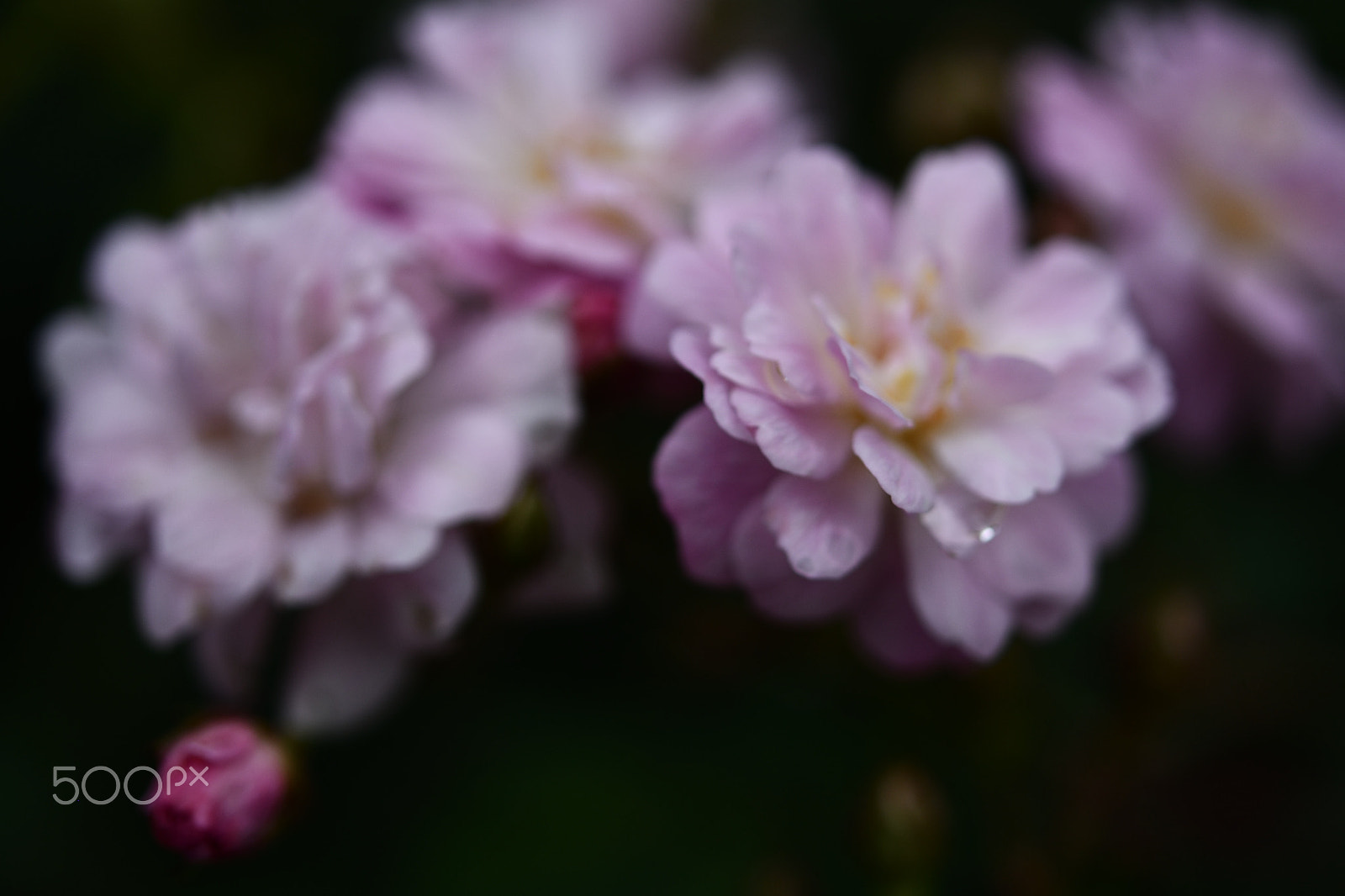 Nikon AF-S Micro-Nikkor 60mm F2.8G ED sample photo. Rose garden : after rain photography