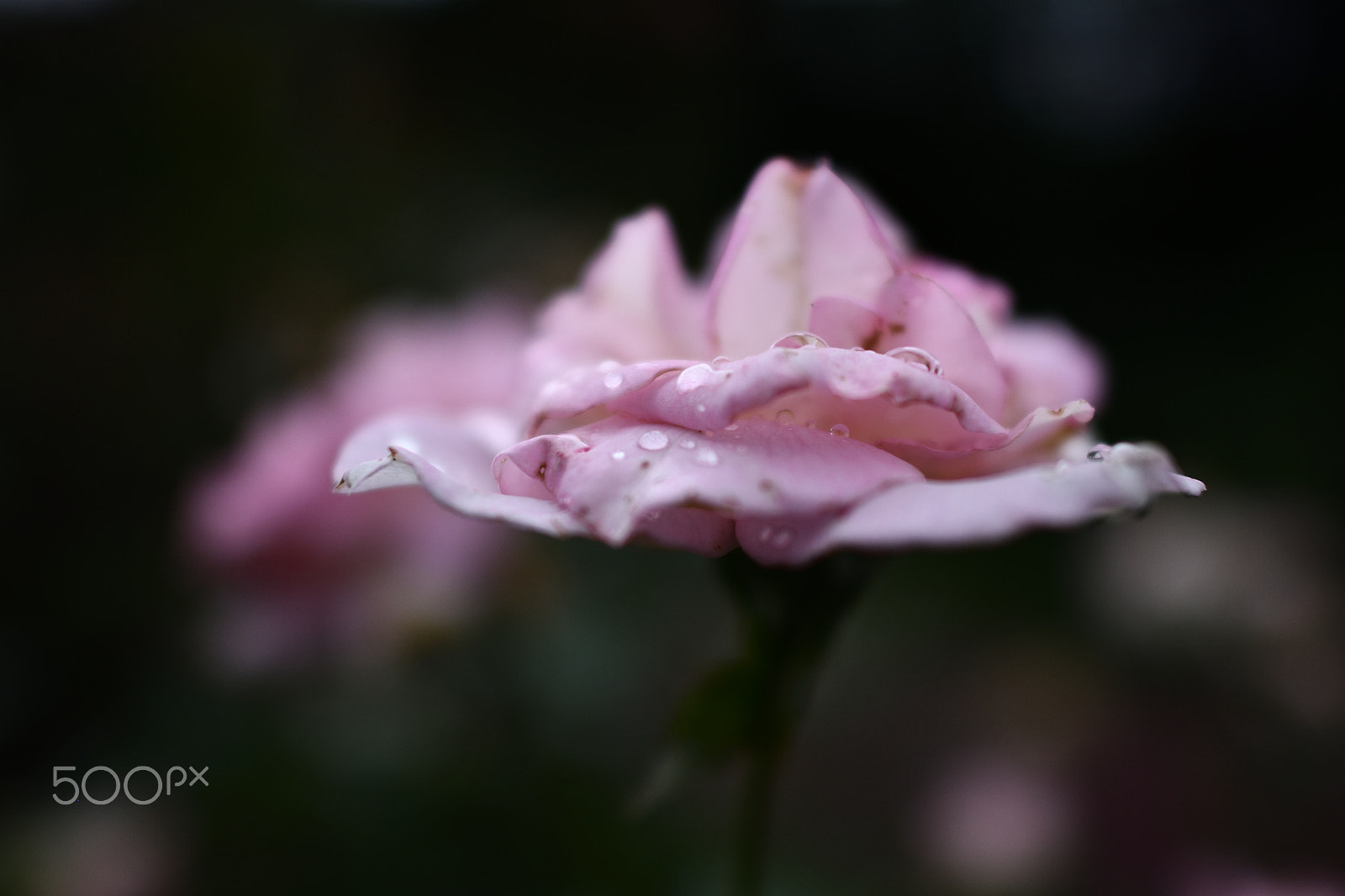 Nikon D500 + Nikon AF-S Nikkor 24mm F1.4G ED sample photo. Rose garden : after rain photography