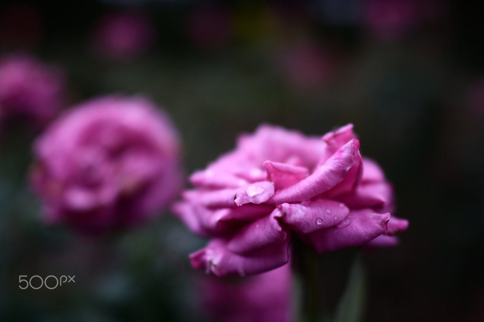 Nikon D500 + Nikon AF-S Nikkor 24mm F1.4G ED sample photo. Rose garden : after rain photography