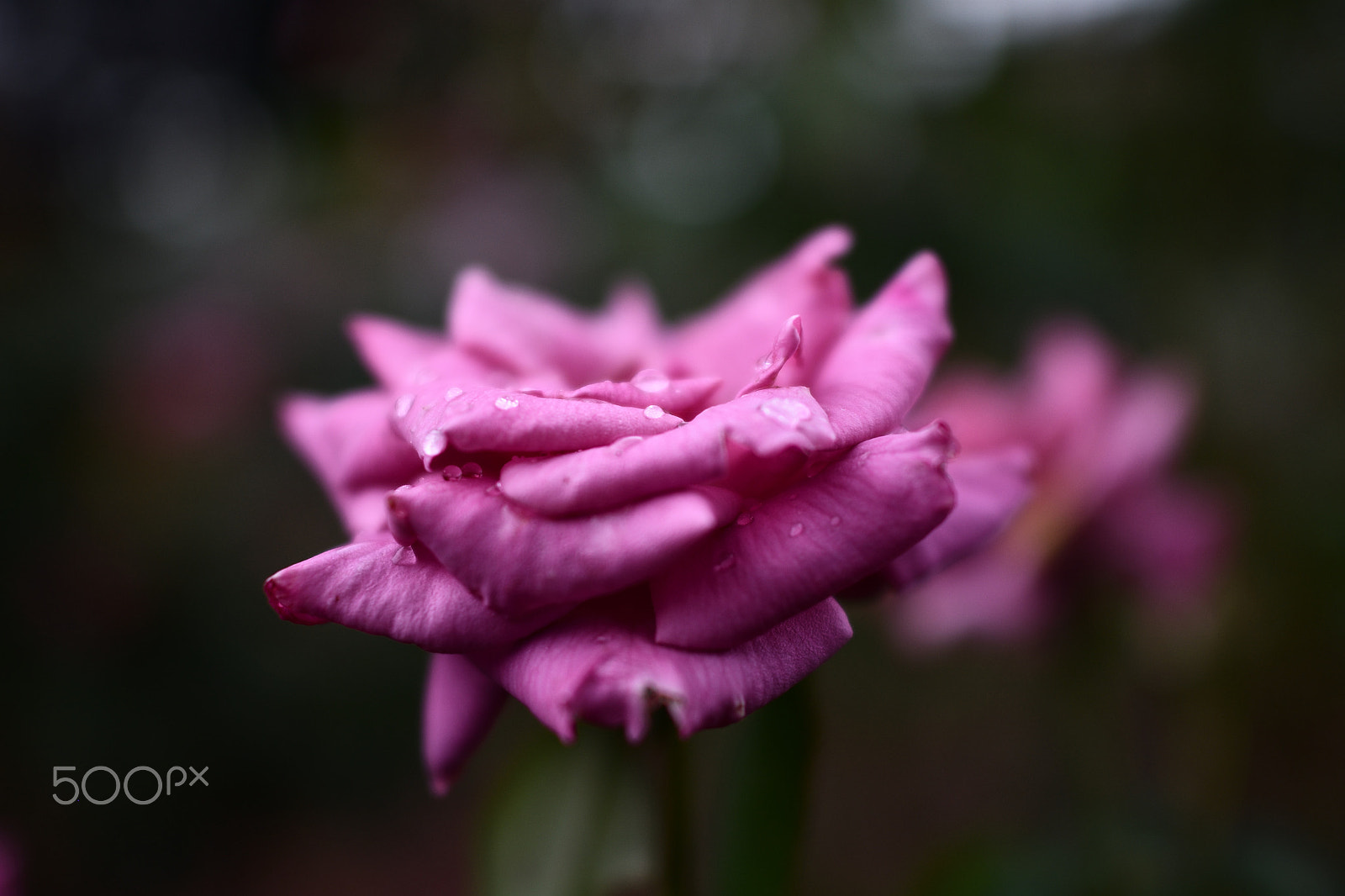 Nikon D500 + Nikon AF-S Nikkor 24mm F1.4G ED sample photo. Rose garden : after rain photography