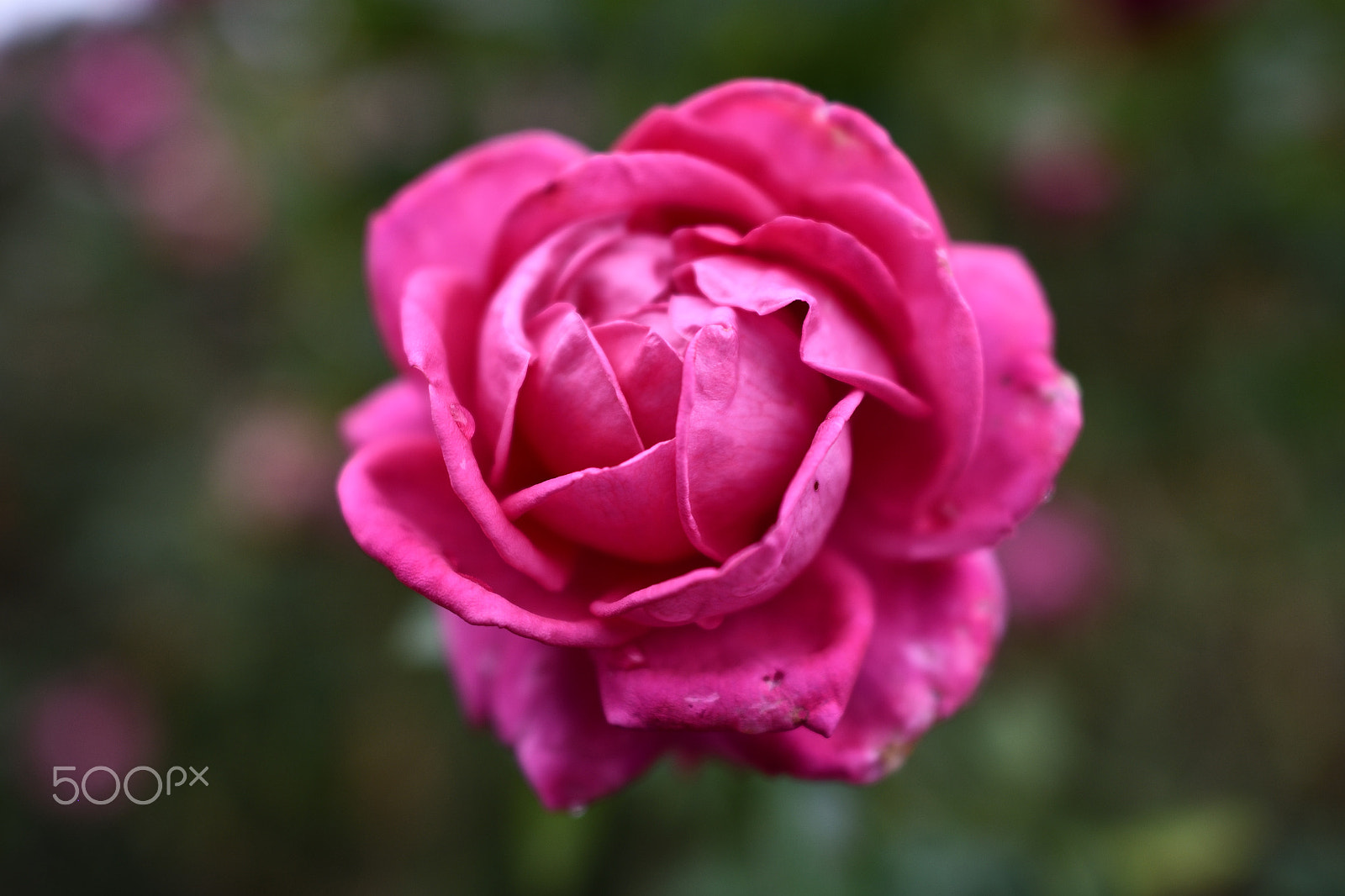 Nikon D500 + Nikon AF-S Nikkor 24mm F1.4G ED sample photo. Rose garden : after rain photography