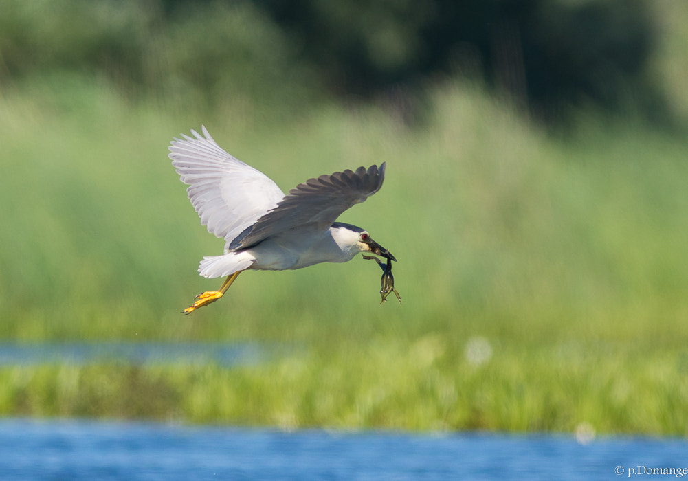 Nikon AF-S Nikkor 300mm F2.8G ED VR II sample photo. Dsc photography