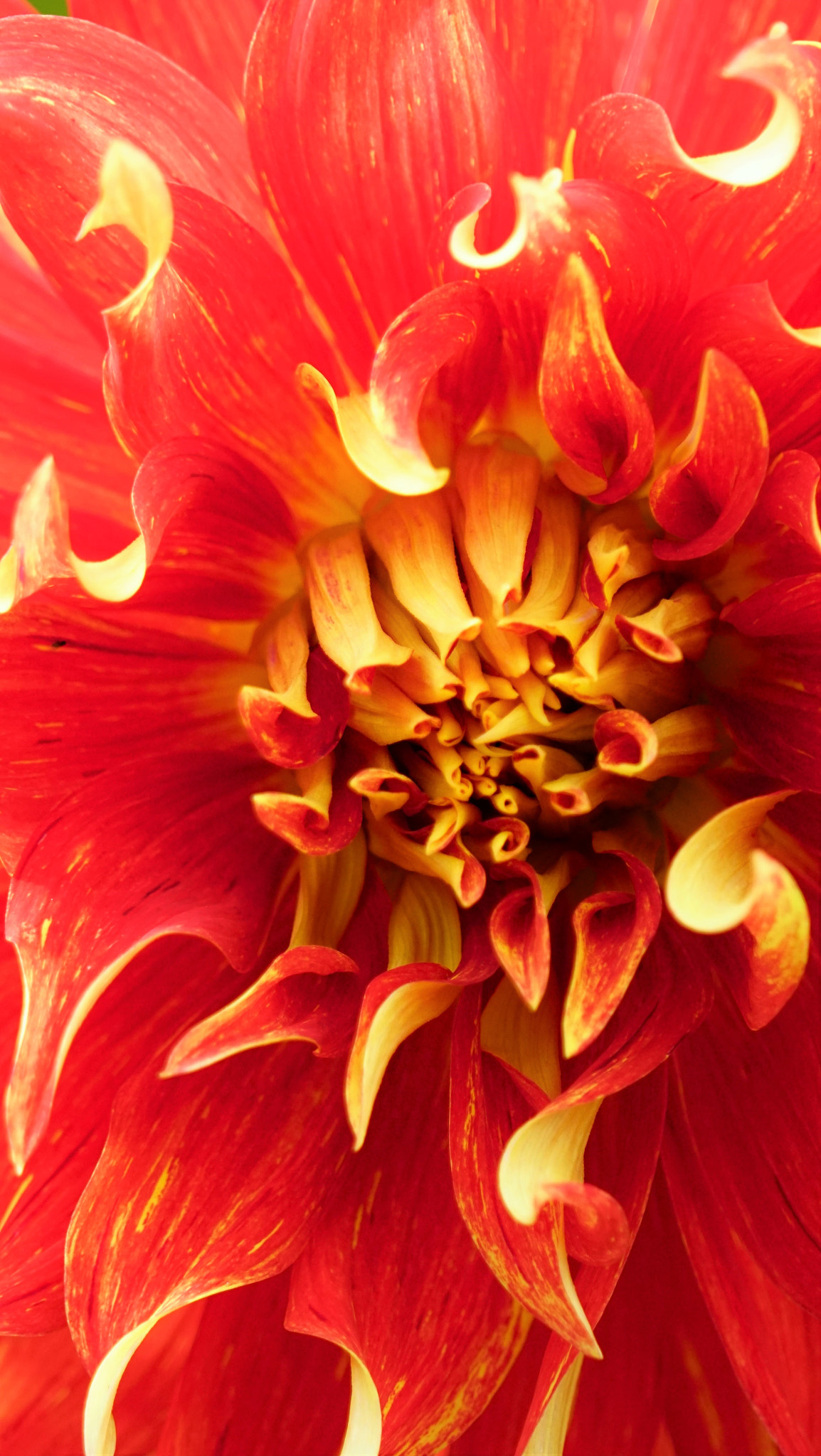 Sony FE 24-240mm F3.5-6.3 OSS sample photo. Dynamic dahlia's photography