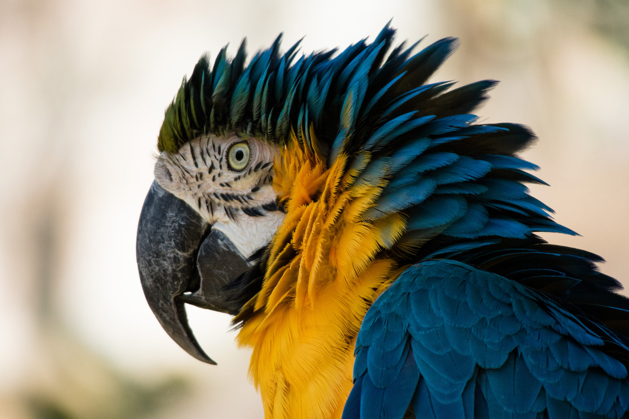 Canon EOS M3 sample photo. Blue and gold photography