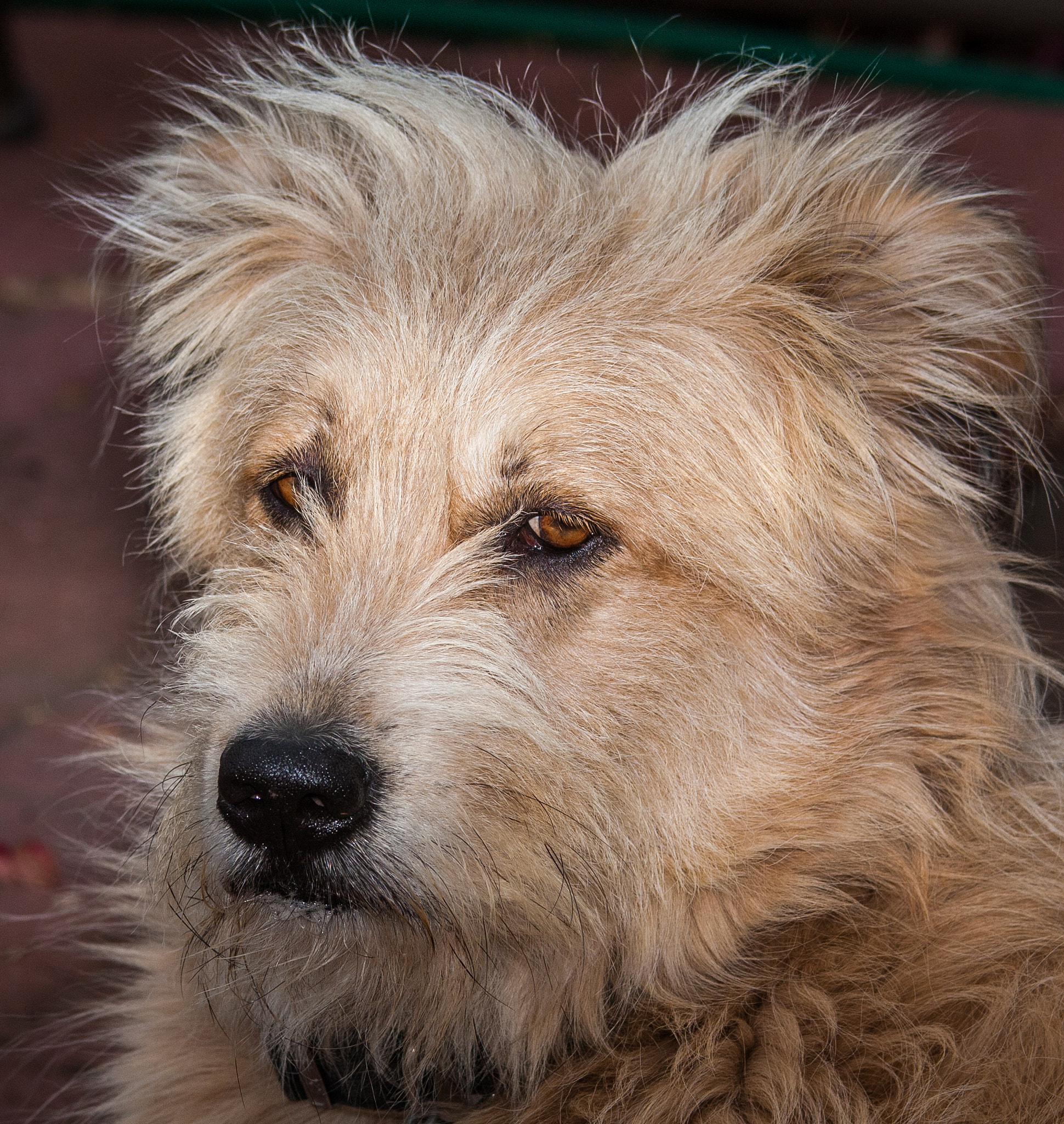 Canon EOS 40D sample photo. Watching over his kingdom photography