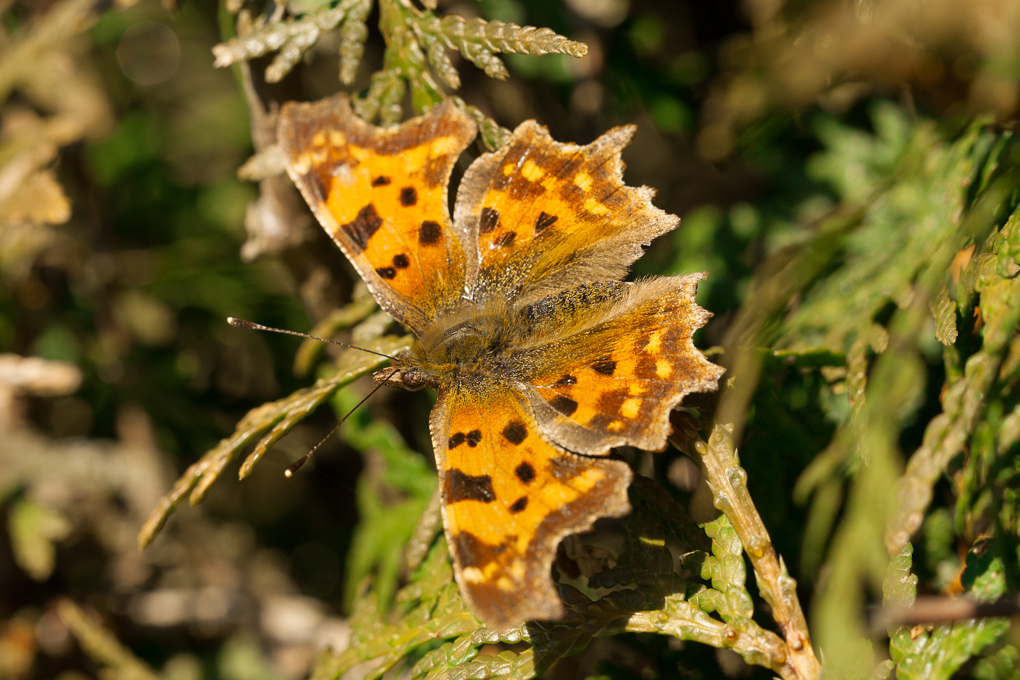 Canon EF 100mm F2.8L Macro IS USM sample photo. Butterfly photography