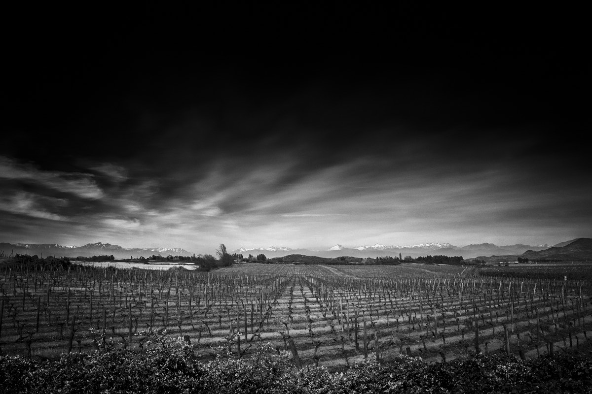 Tamron SP AF 17-50mm F2.8 XR Di II LD Aspherical (IF) sample photo. Vineyard chile photography