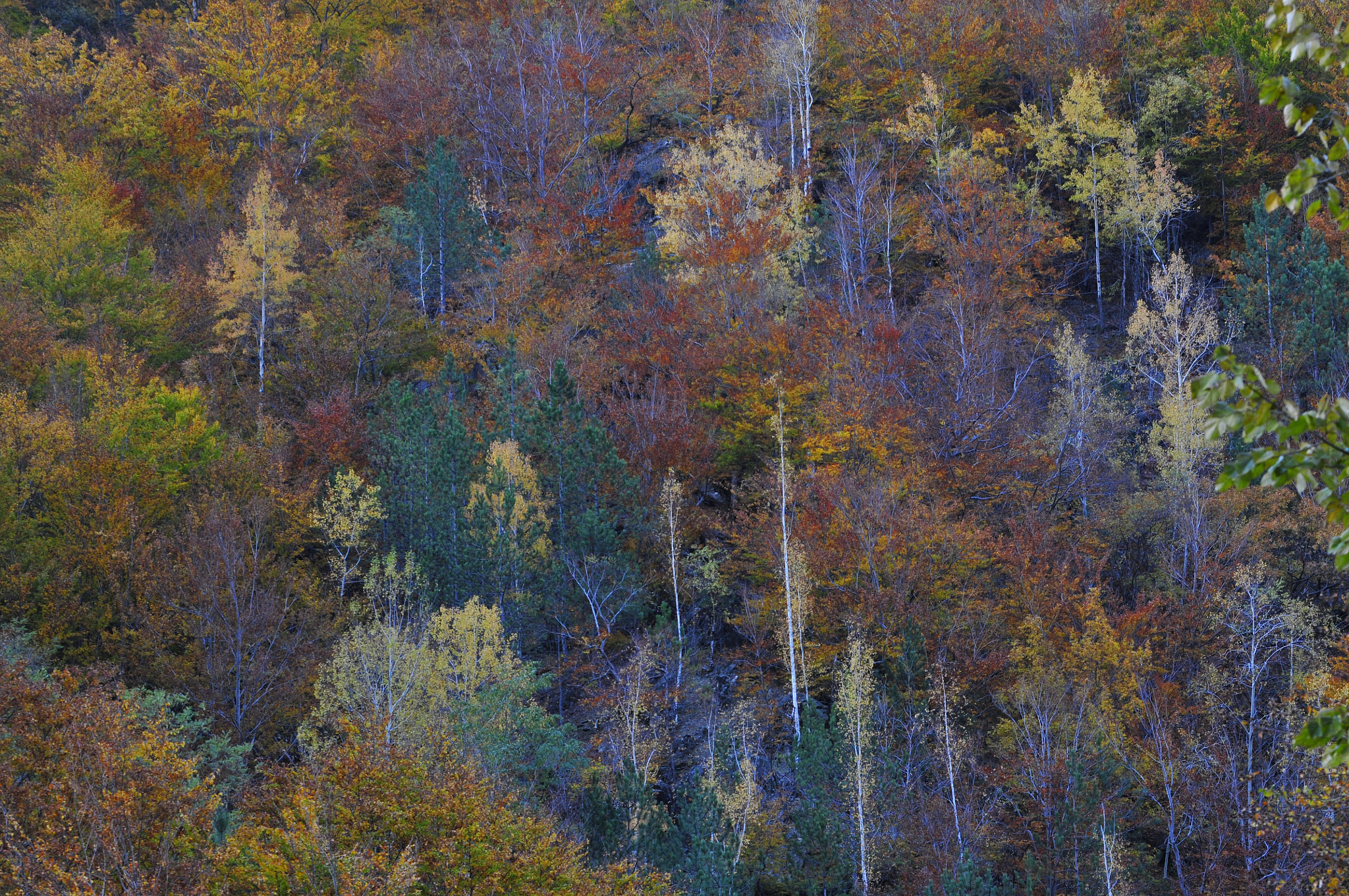 Nikon D300S sample photo. Fall on cerna valley, herculane , romania photography