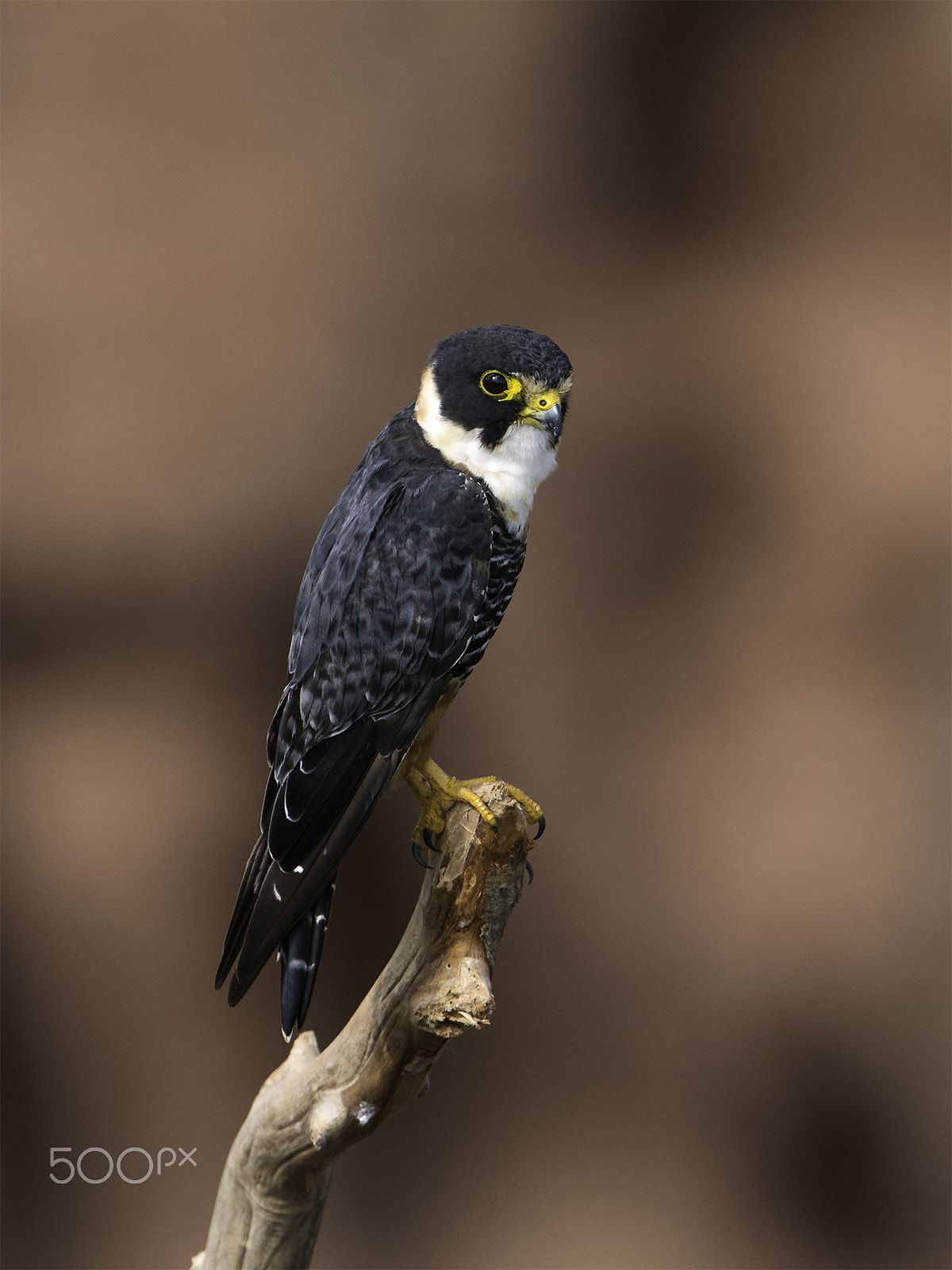 Nikon D810 + Nikon AF-S Nikkor 600mm F4G ED VR sample photo. Falco rufigularis photography