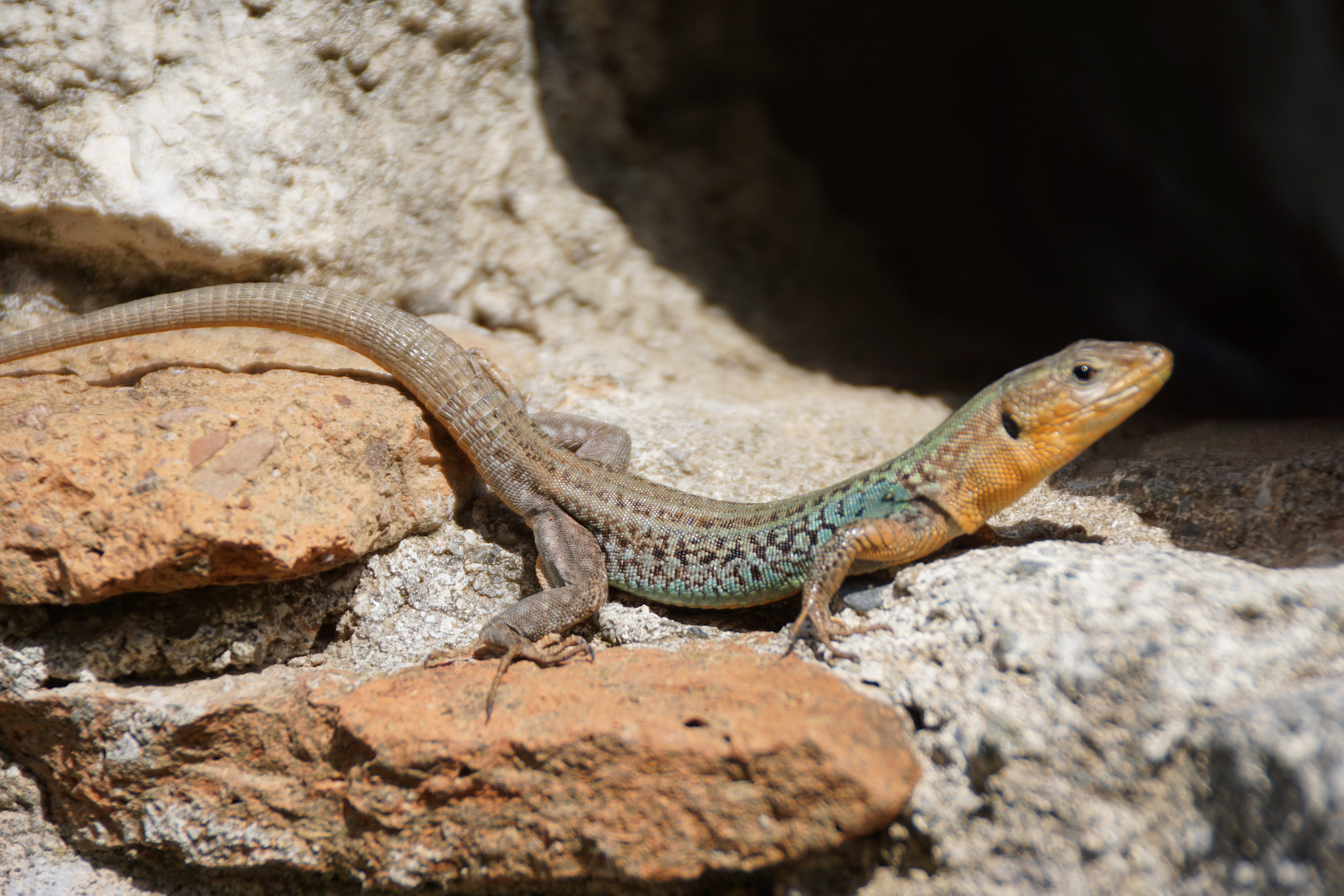 Sony DT 18-250mm F3.5-6.3 sample photo. Lacertidae photography