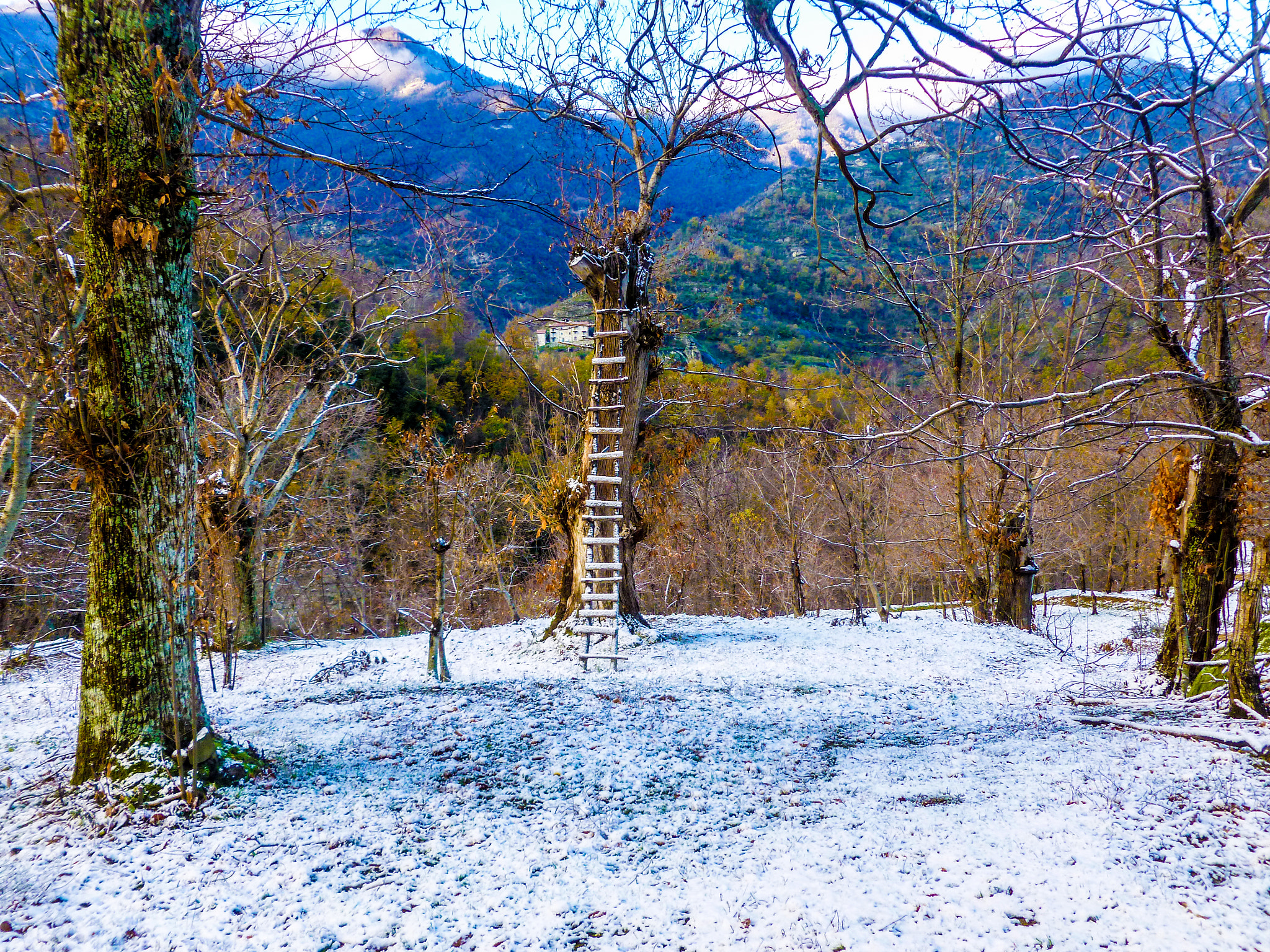 Panasonic Lumix DMC-FH25 (Lumix DMC-FS35) sample photo. Chestnut trees in winter photography