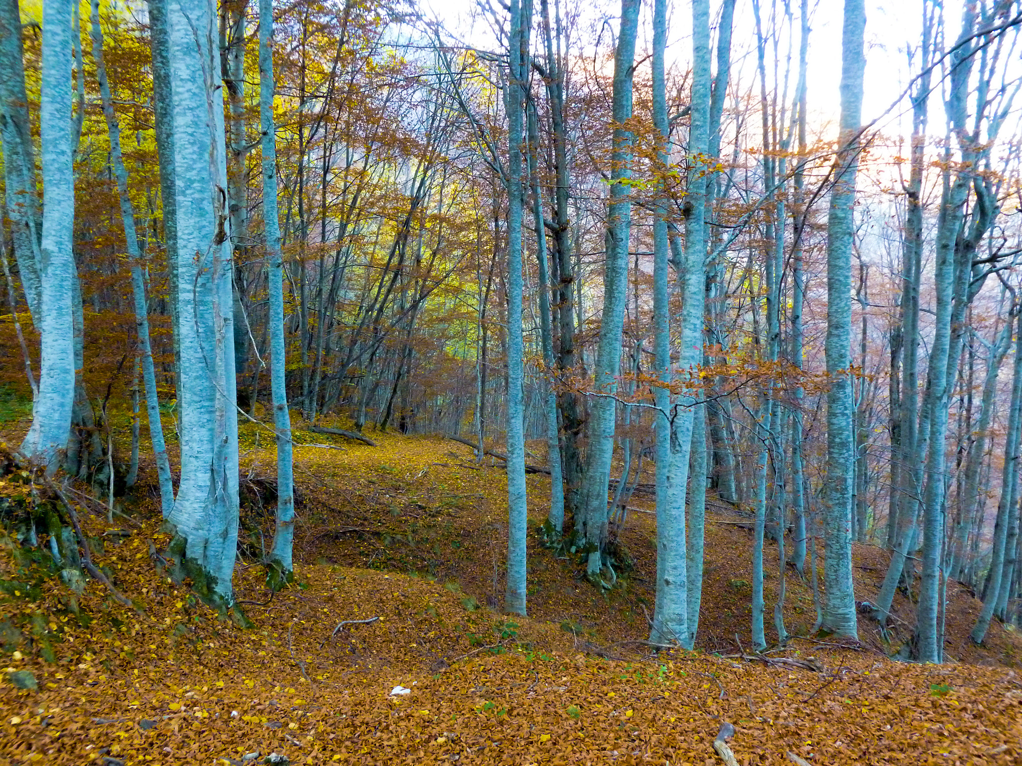 Panasonic Lumix DMC-FH25 (Lumix DMC-FS35) sample photo. Magical forest photography
