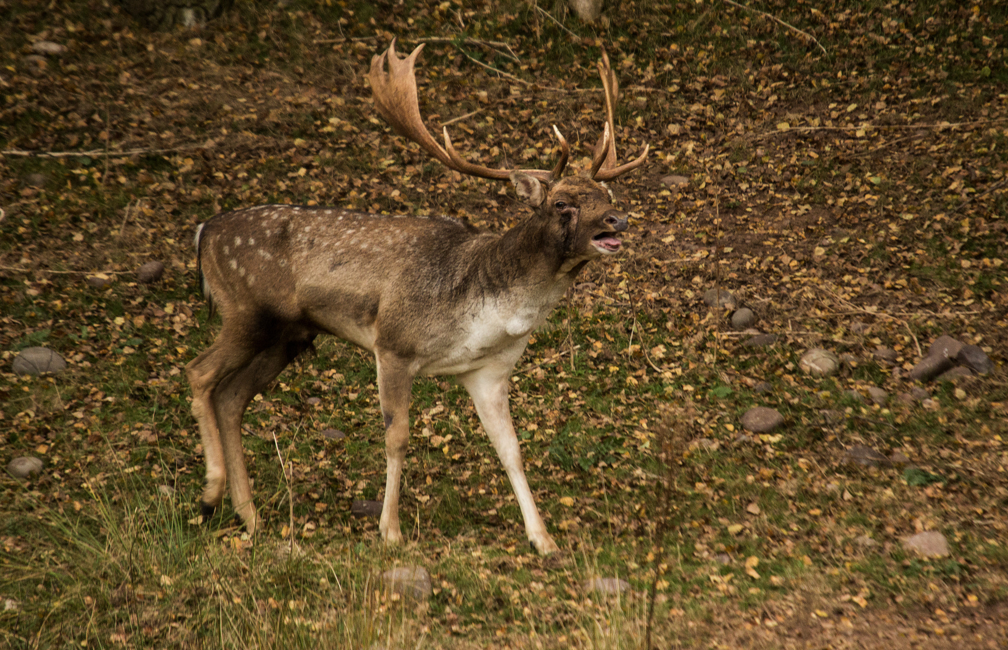 Sigma 50-500mm f/4-6.3 APO HSM EX sample photo. Challenge photography