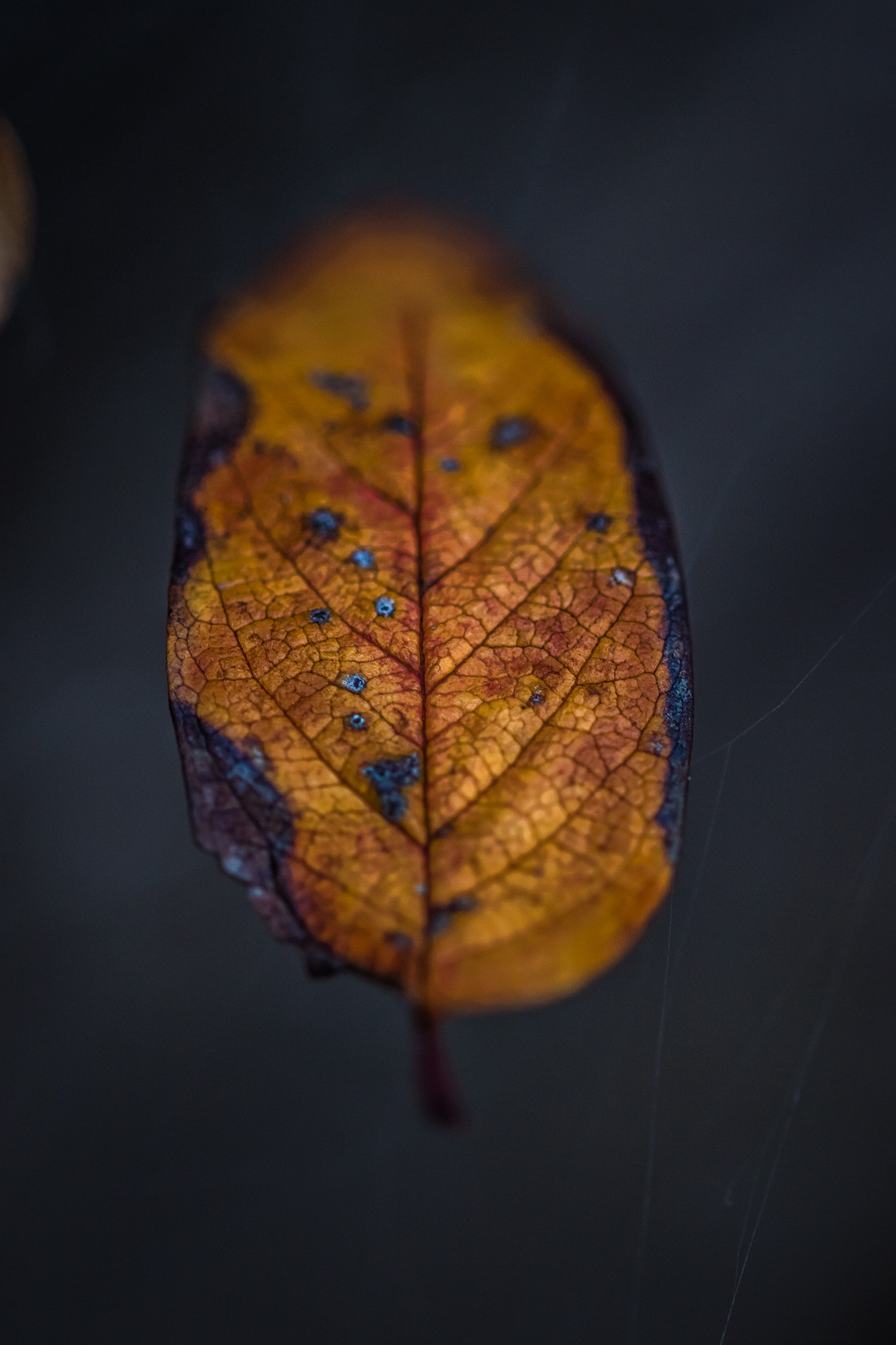 Sigma 105mm F2.8 EX DG OS HSM sample photo. Suspend disbelief photography