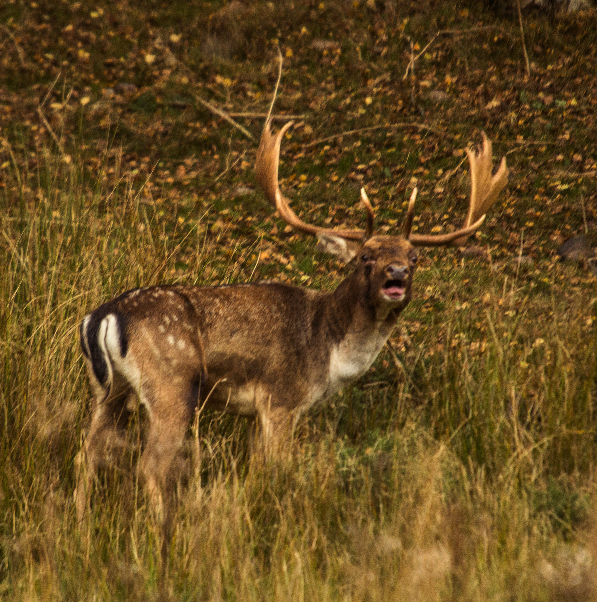 Canon EOS 600D (Rebel EOS T3i / EOS Kiss X5) + Sigma 50-500mm f/4-6.3 APO HSM EX sample photo. Fallow stag photography
