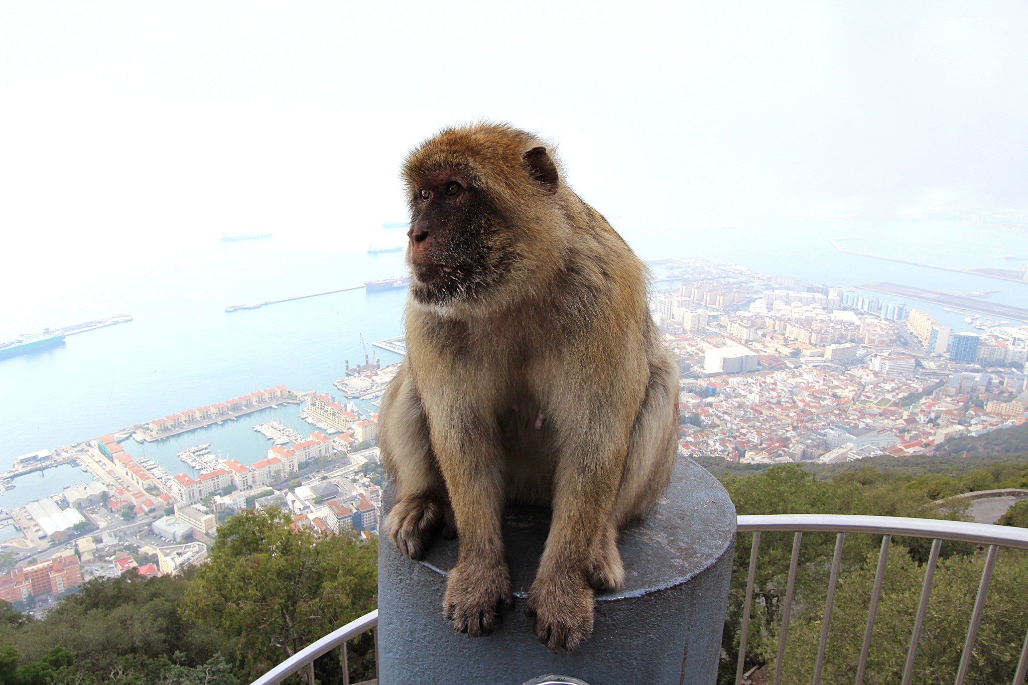 Canon EF-S 10-22mm F3.5-4.5 USM sample photo. Barbary macaque in gibraltar photography