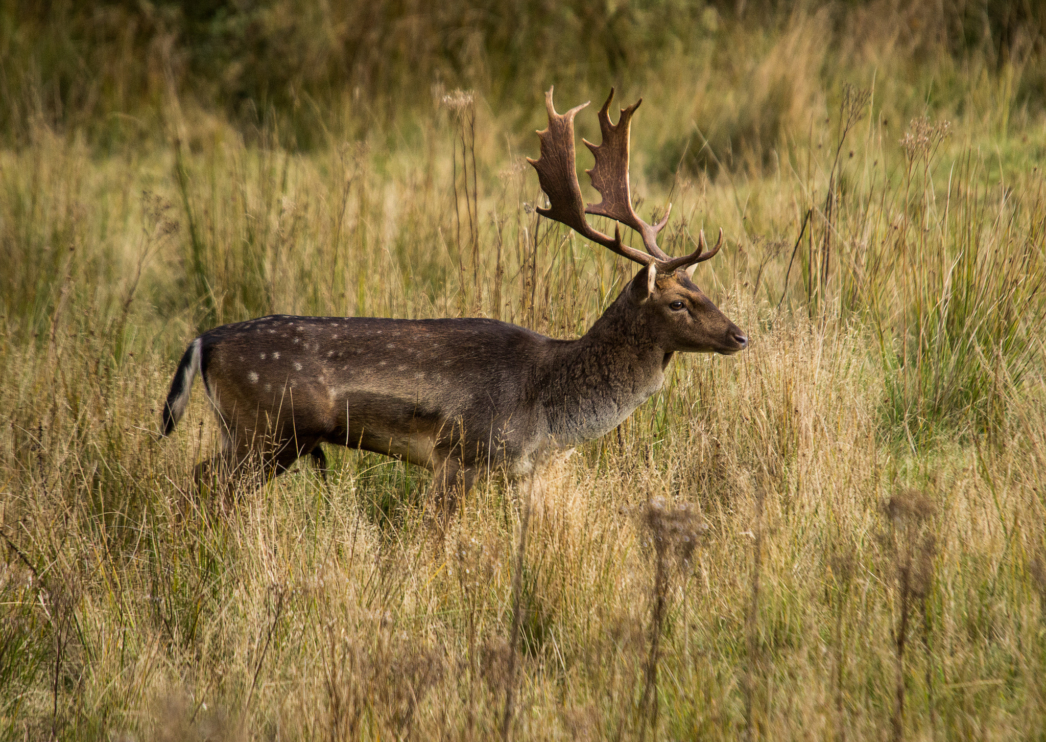 Canon EOS 600D (Rebel EOS T3i / EOS Kiss X5) + Sigma 50-500mm f/4-6.3 APO HSM EX sample photo. Fallow deer stag photography