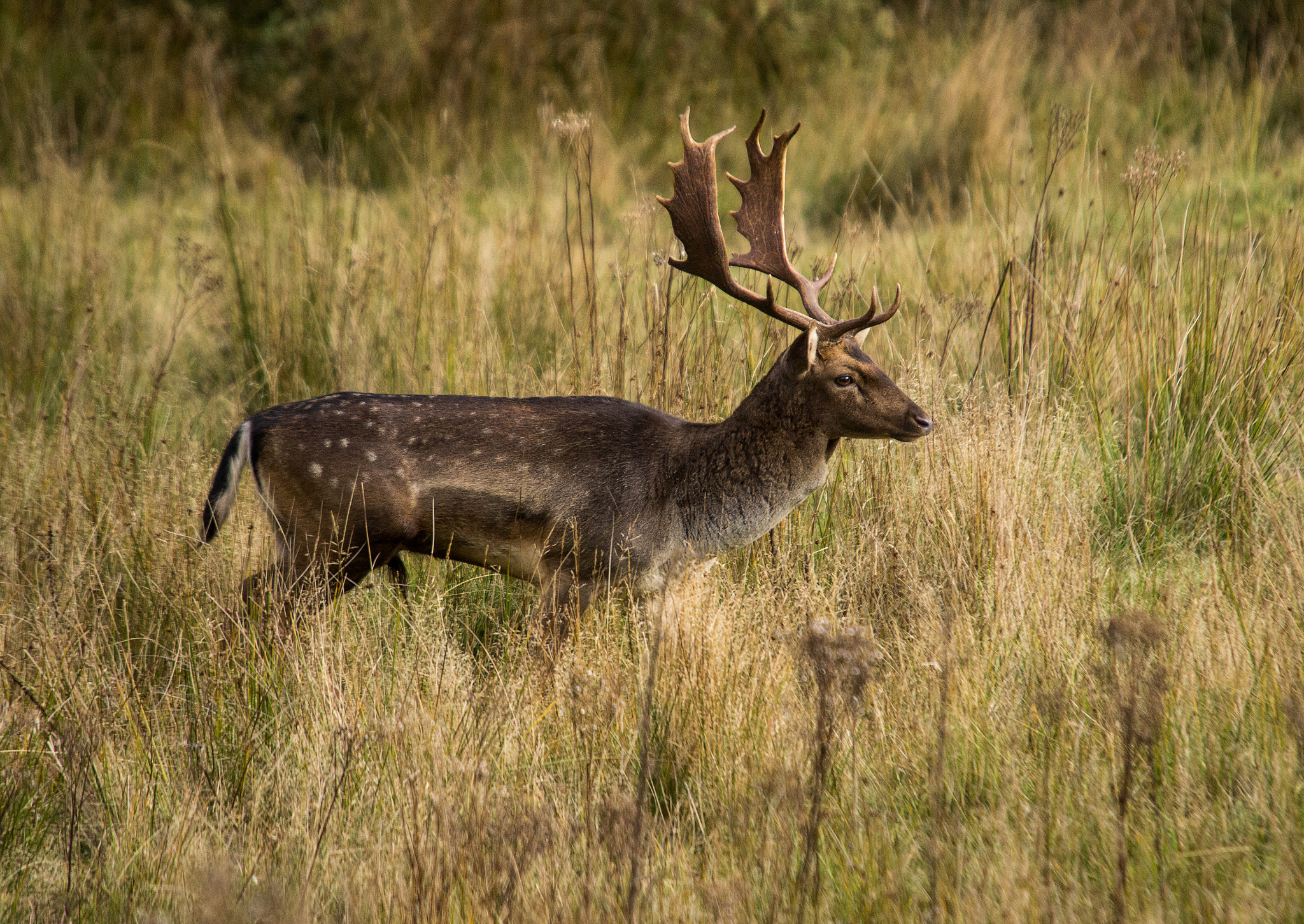 Sigma 50-500mm f/4-6.3 APO HSM EX sample photo. Fallow deer stag photography