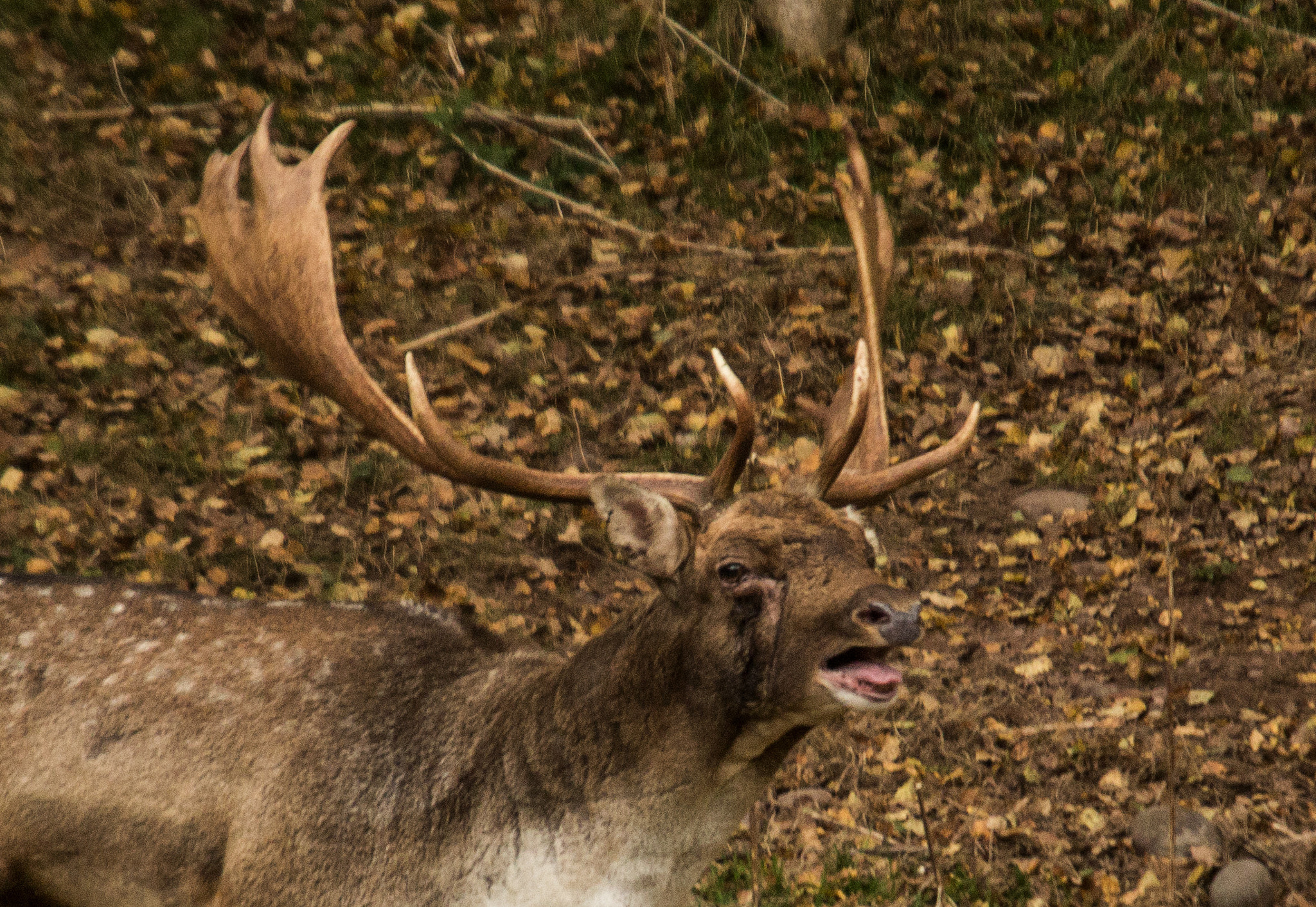 Sigma 50-500mm f/4-6.3 APO HSM EX sample photo. Head study fallow deer stag photography