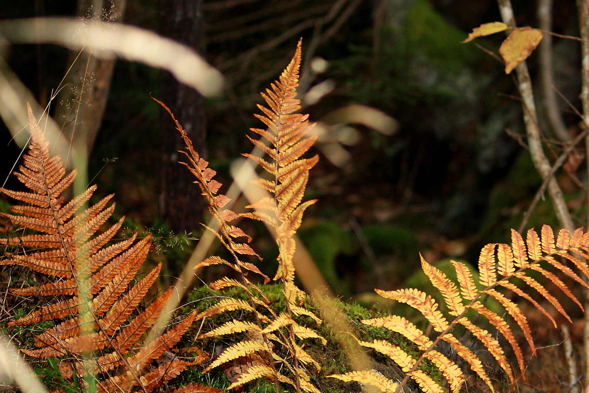 Canon EF-S 55-250mm F4-5.6 IS sample photo. Bregne straa photography
