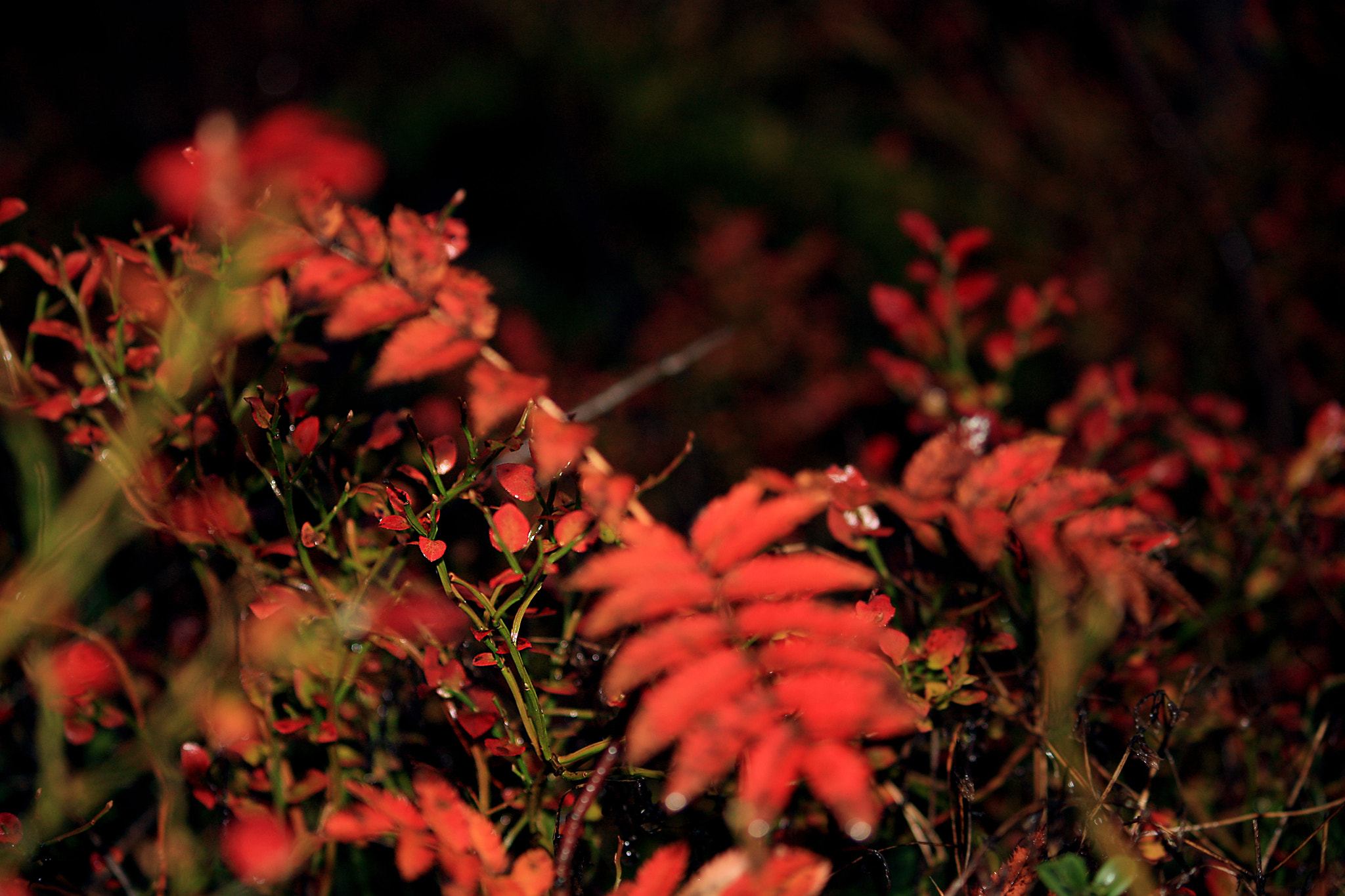 Canon EF-S 55-250mm F4-5.6 IS sample photo. Autumn colours photography
