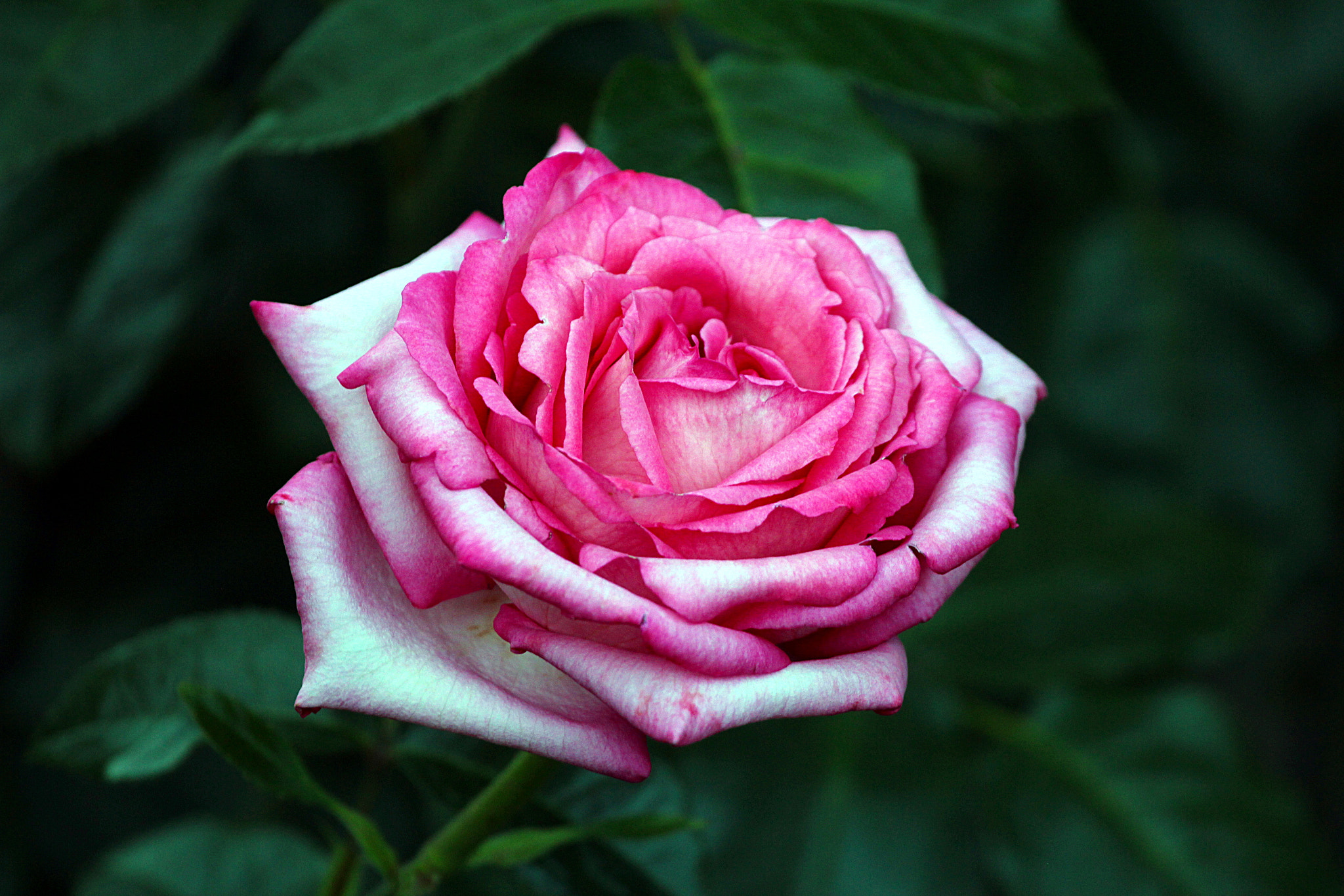 Canon EF 100-400mm F4.5-5.6L IS USM sample photo. Rose in portland rose test garden photography