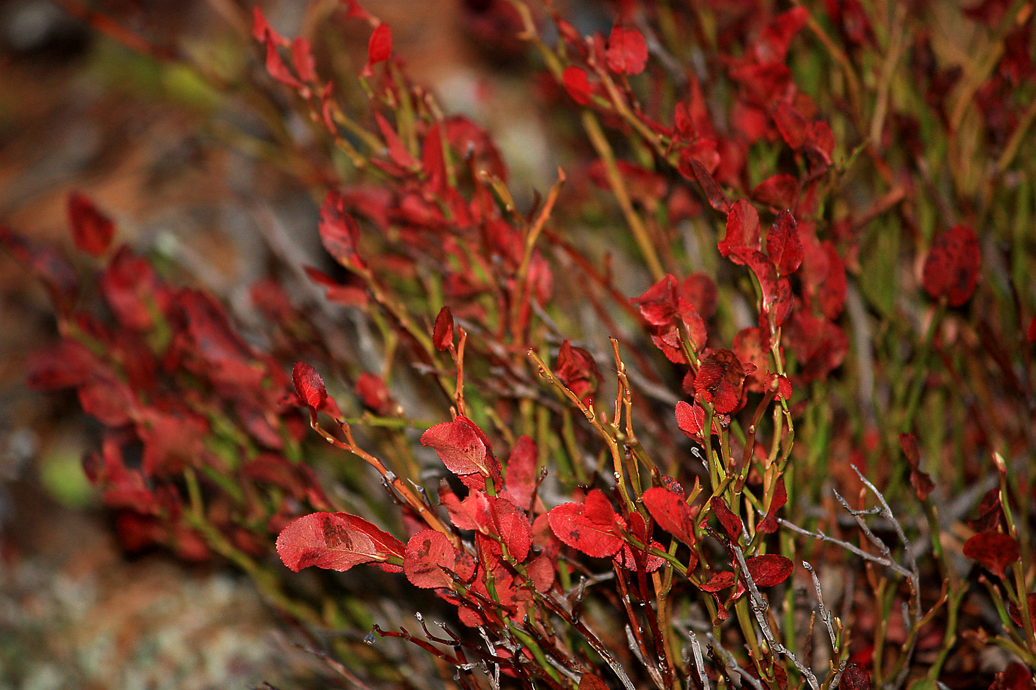 Canon EF-S 55-250mm F4-5.6 IS sample photo. Fall colours photography
