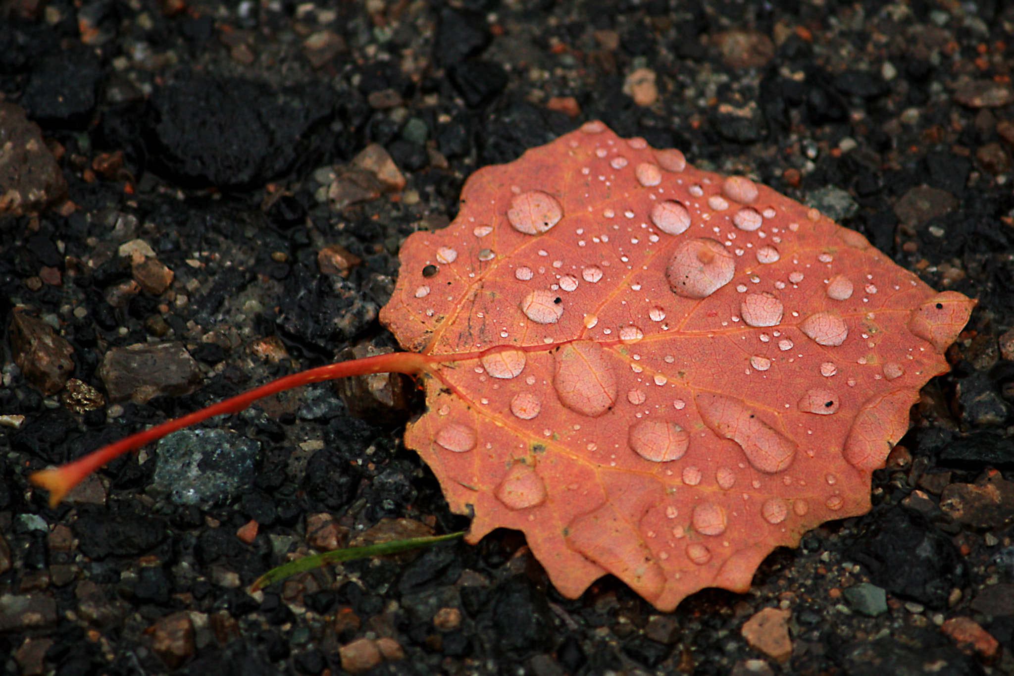 Canon EF-S 55-250mm F4-5.6 IS sample photo. Leaf waterbubbles photography