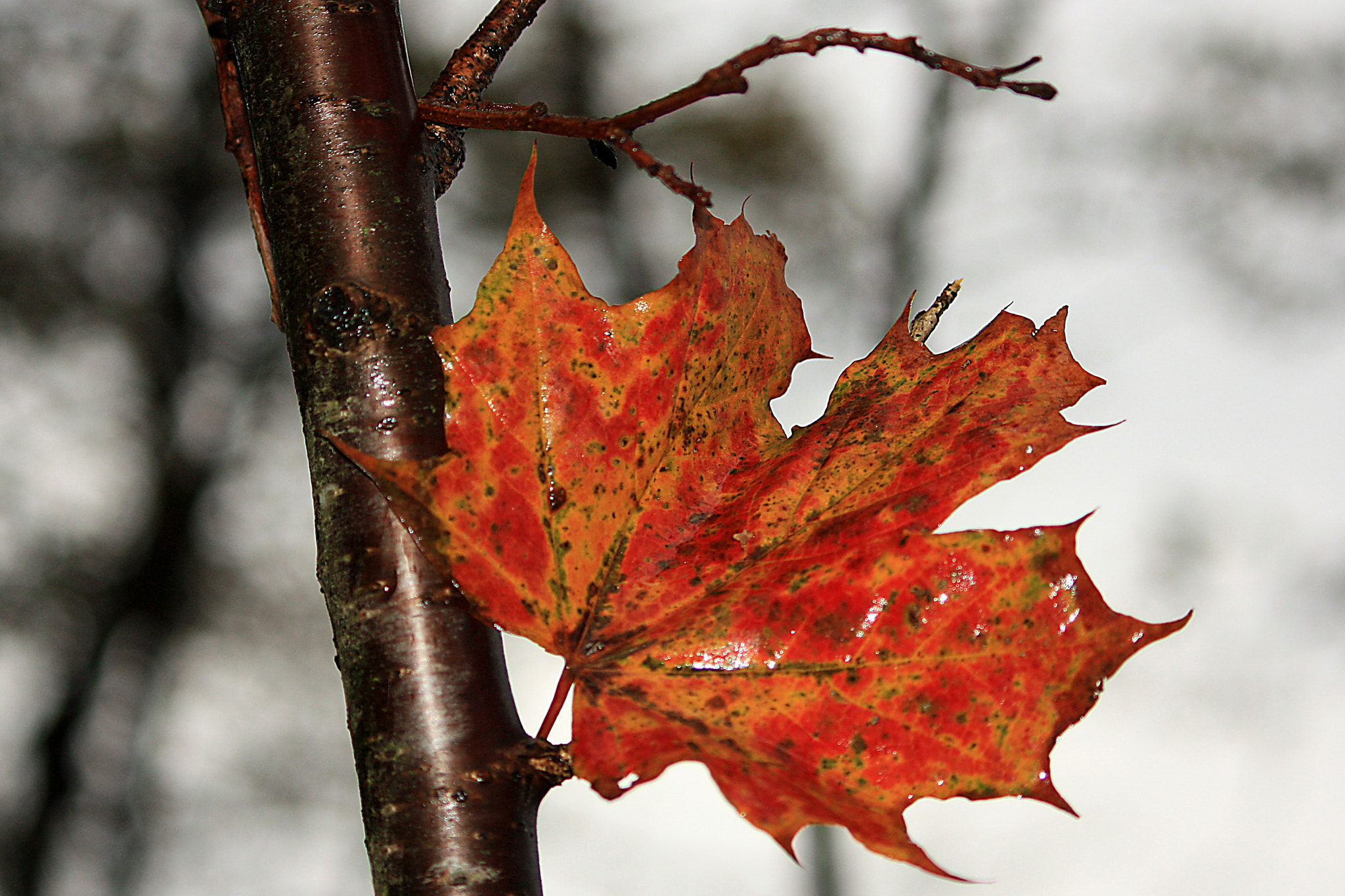 Canon EF-S 55-250mm F4-5.6 IS sample photo. Leaf photography