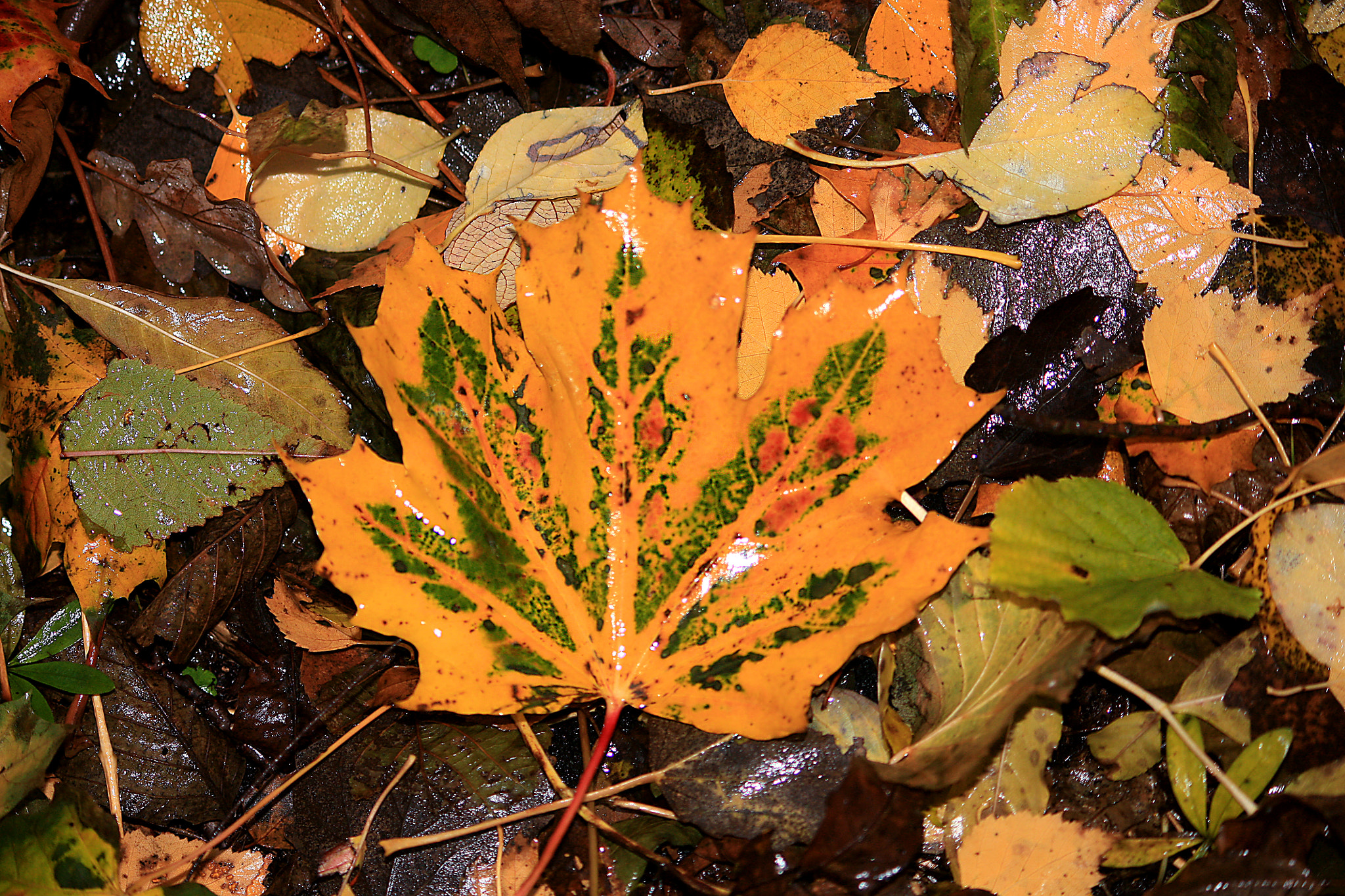 Canon EF-S 55-250mm F4-5.6 IS sample photo. Yellow leaf photography