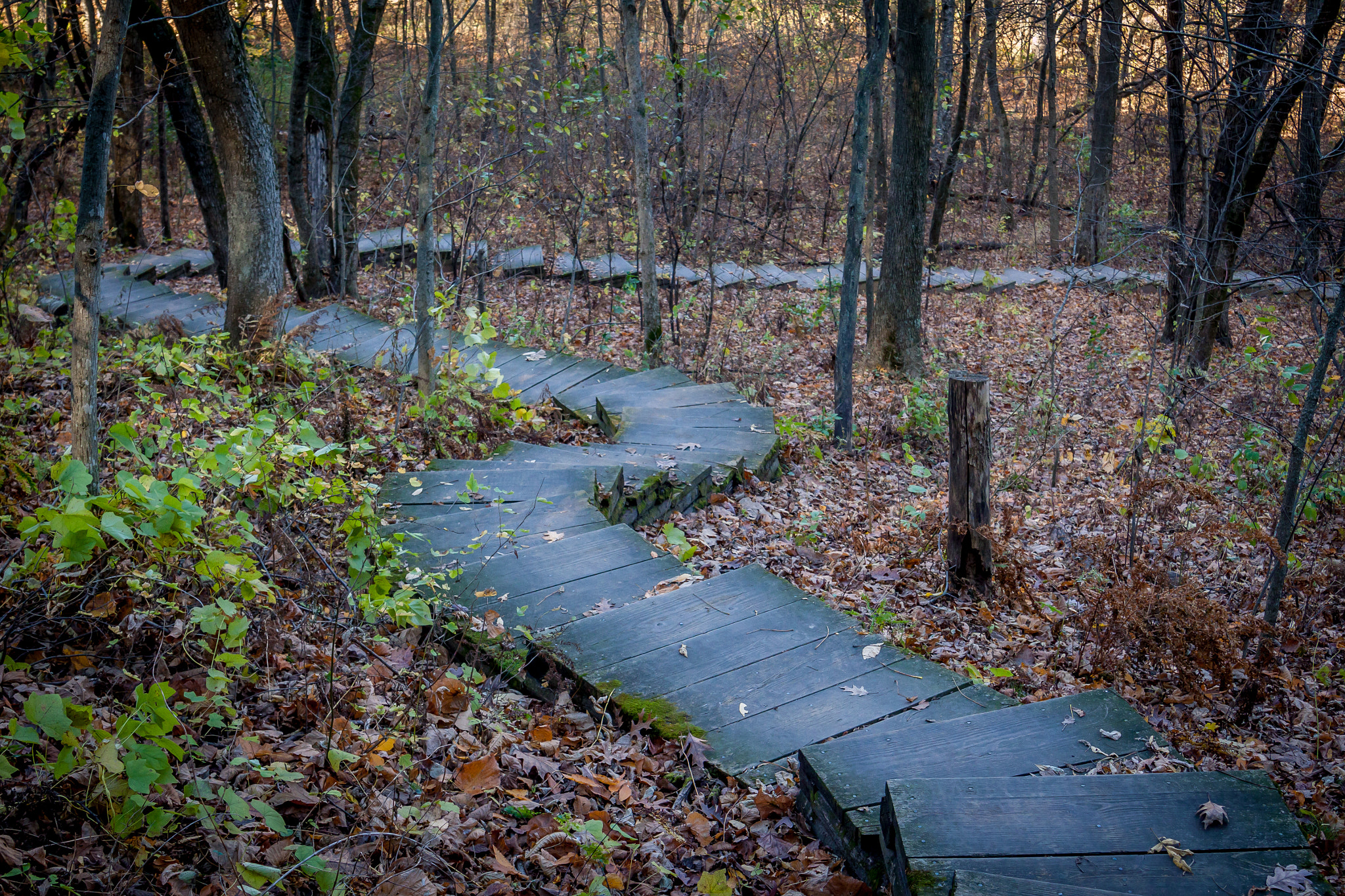 Canon EOS 500D (EOS Rebel T1i / EOS Kiss X3) sample photo. Stairsway in woods photography