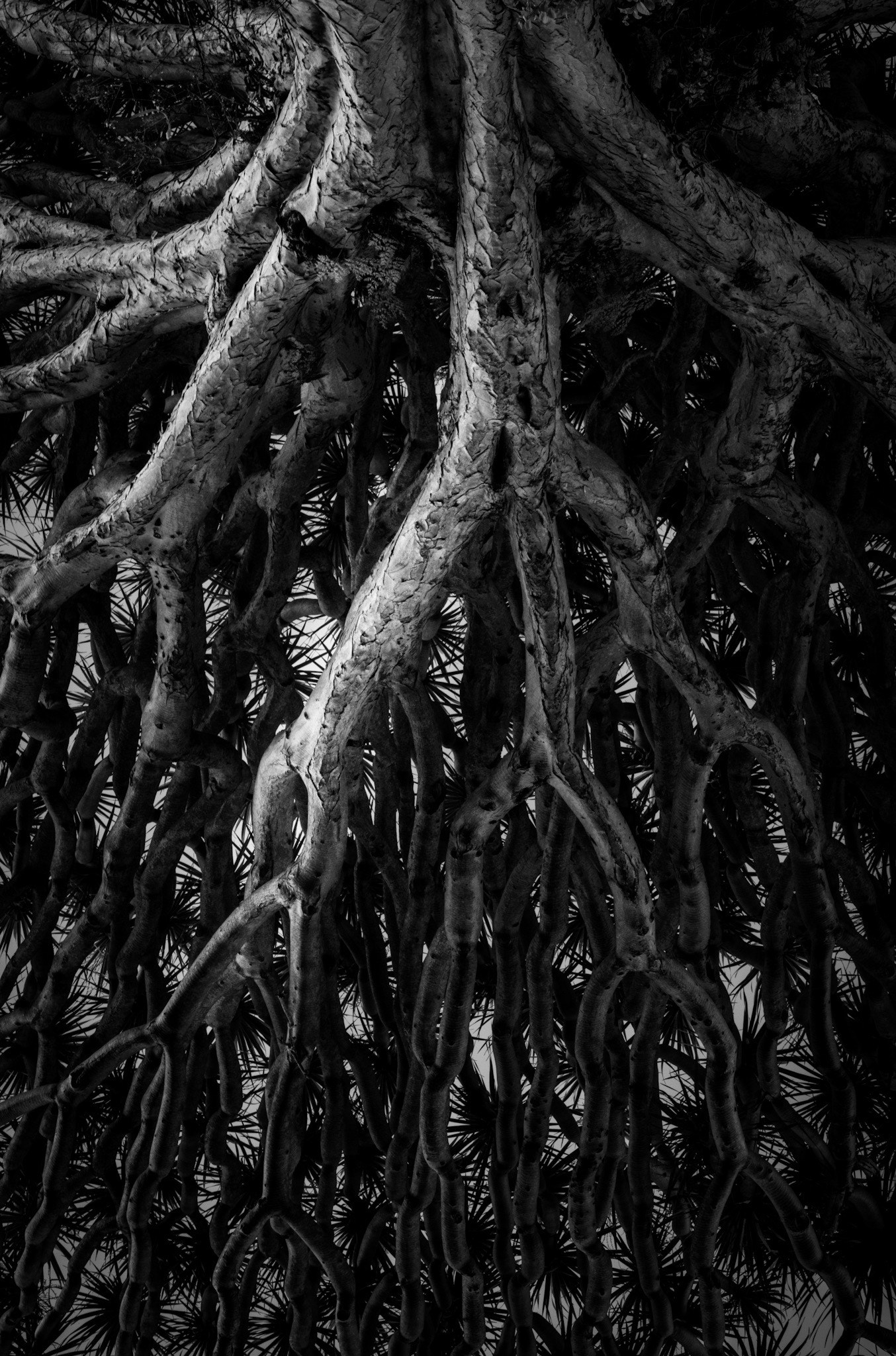 Tamron AF 70-300mm F4-5.6 Di LD Macro sample photo. Dracaena draco photography