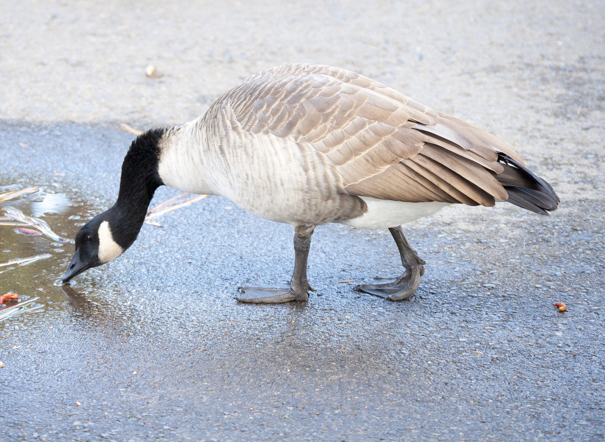 Nikon D5000 sample photo. Thirsty photography