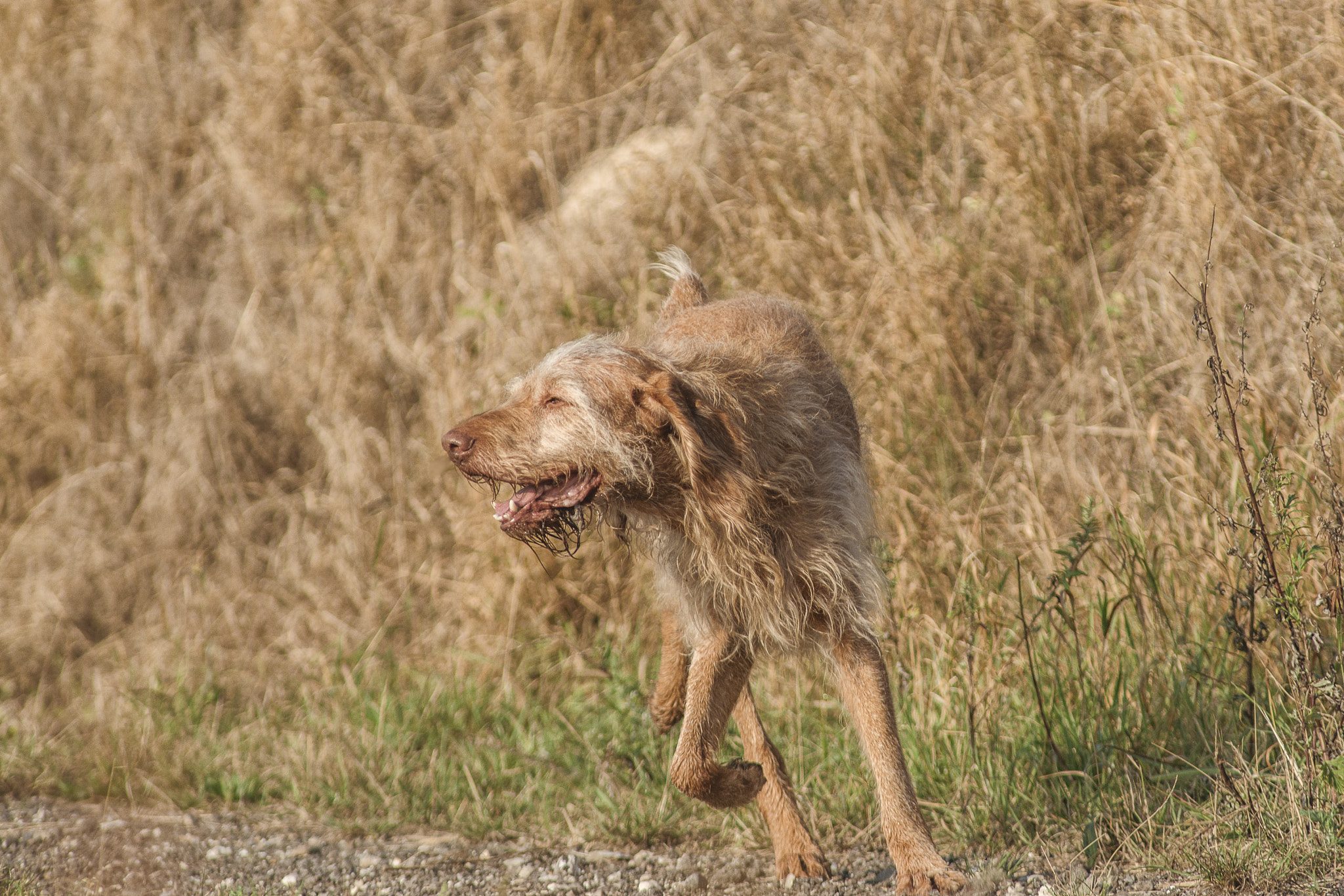 Nikon D800 + AF Nikkor 300mm f/4 IF-ED sample photo. Biblo photography