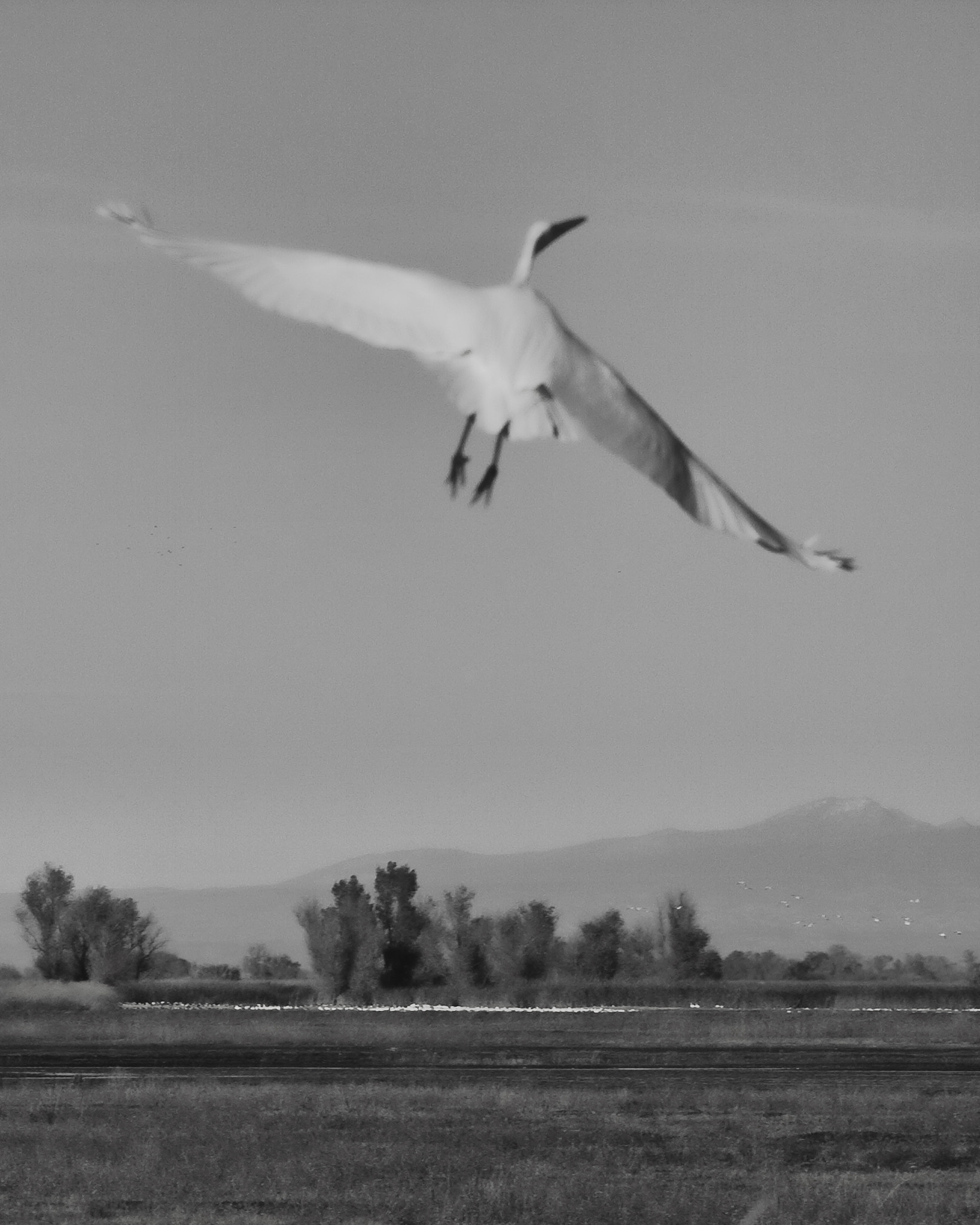 Canon EOS 40D sample photo. Egret sacramento wildlife refuge november photography