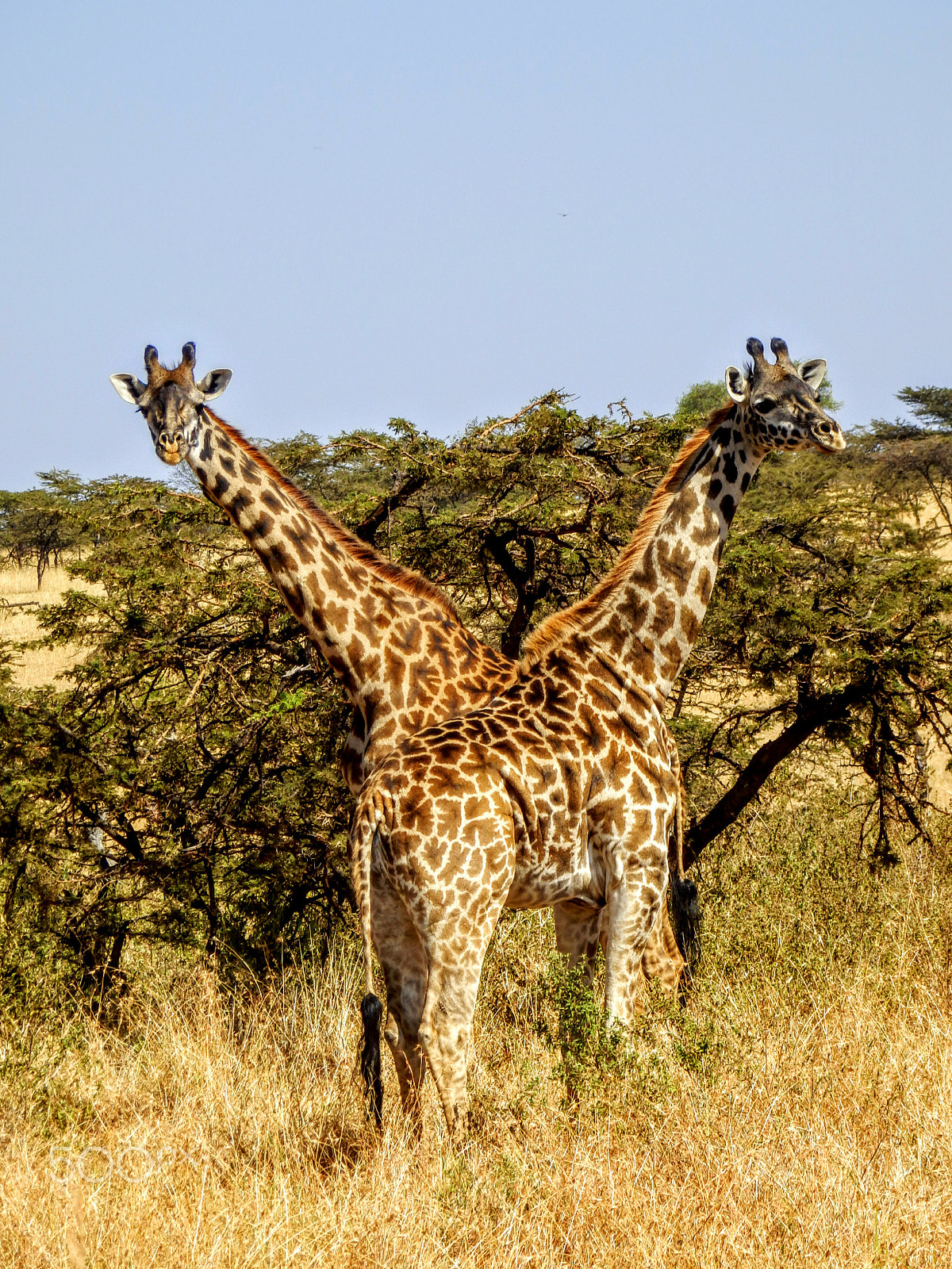 Olympus SZ-31MR sample photo. The two headed giraffe photography