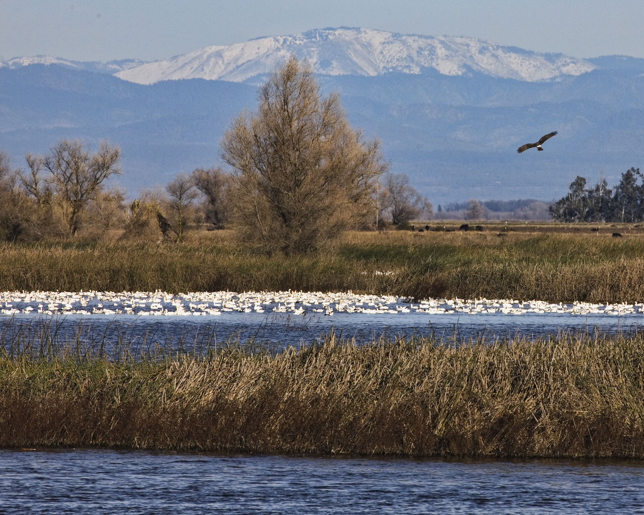 Canon EOS 5D + Canon EF 400mm F5.6L USM sample photo. Geese photography