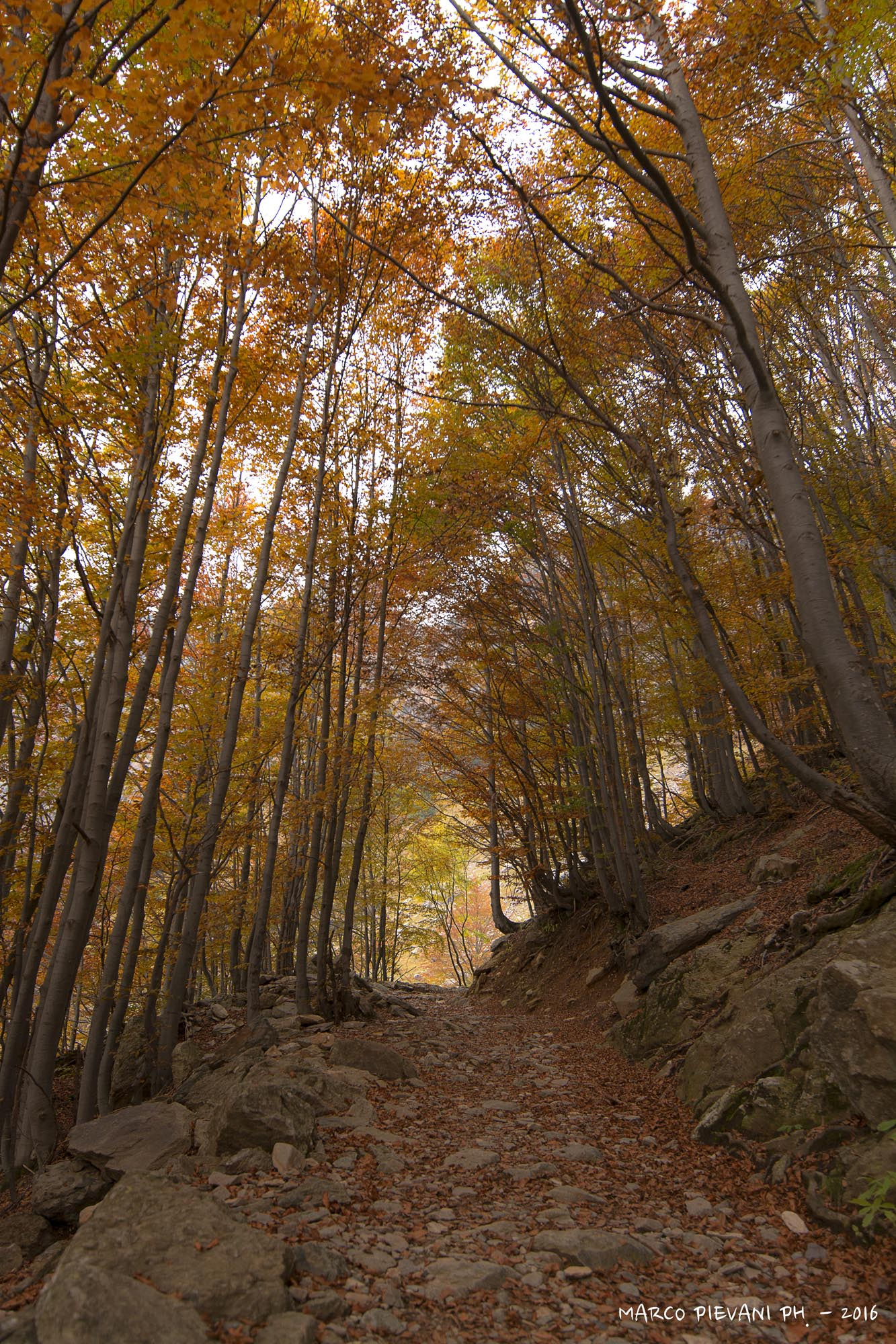 Tamron SP 15-30mm F2.8 Di VC USD sample photo. The forest photography