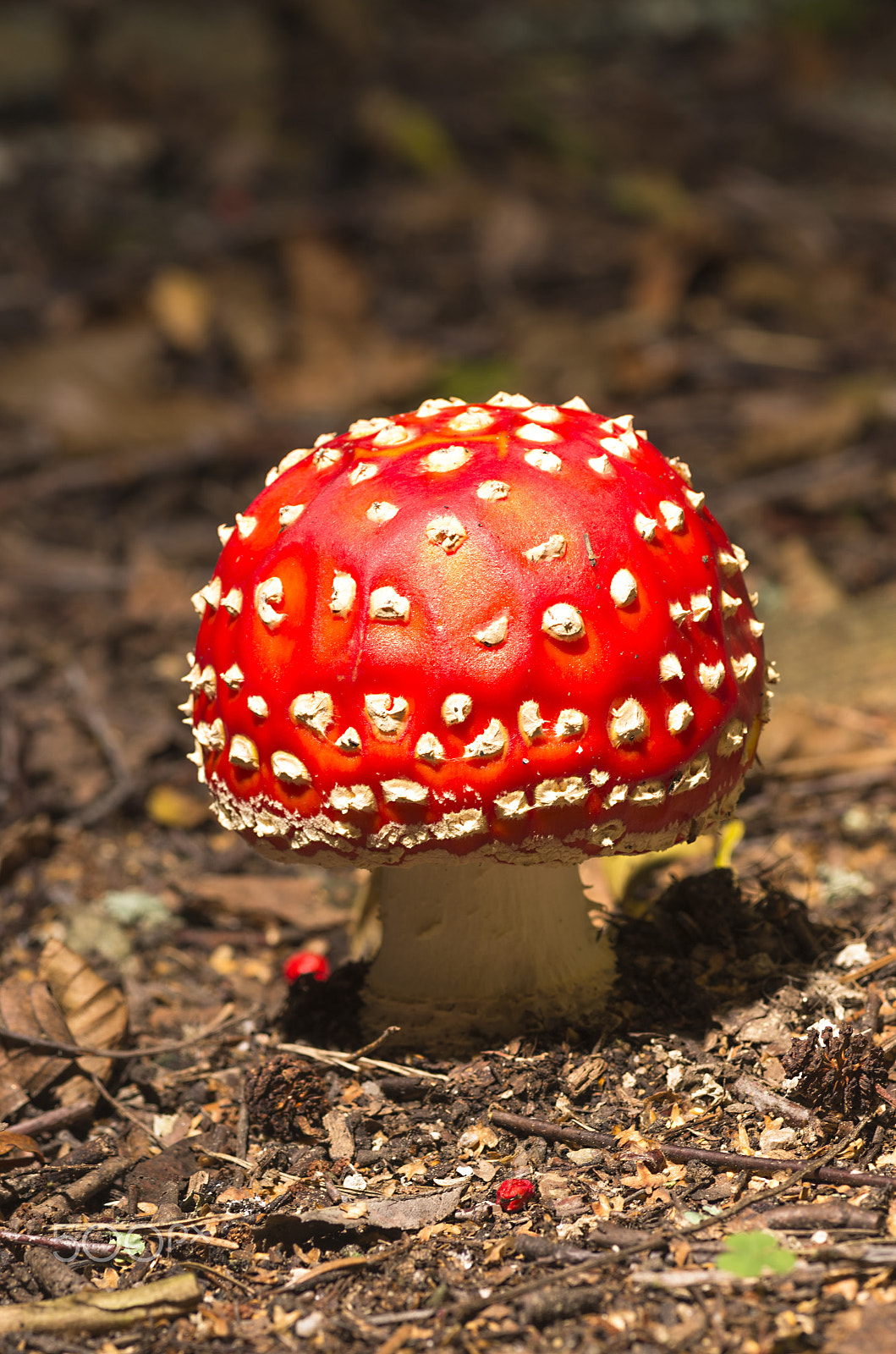 Pentax K-5 sample photo. Amanita muscaria photography