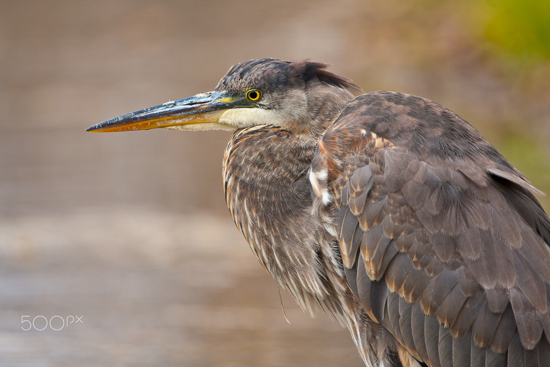 Canon EOS 40D + Canon EF 500mm F4L IS USM sample photo. Great blue heron photography