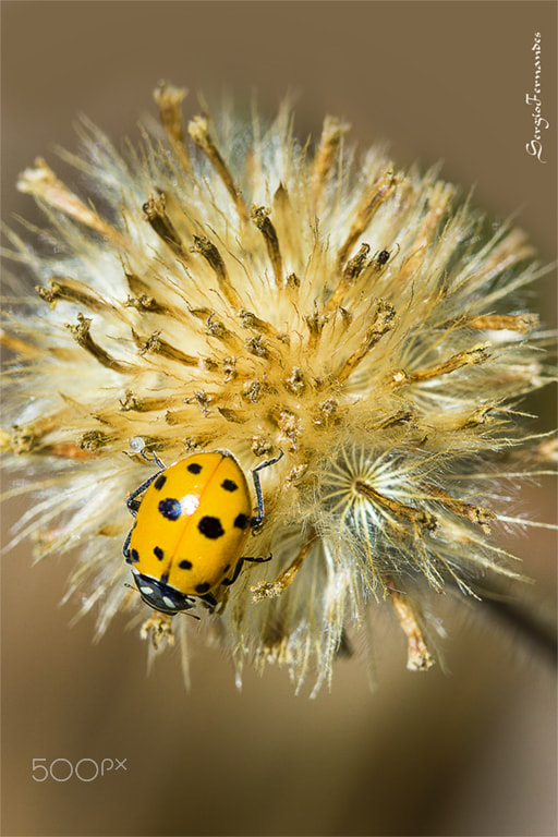 Canon EF 100mm F2.8 Macro USM sample photo. Joaninha dando uma volta photography