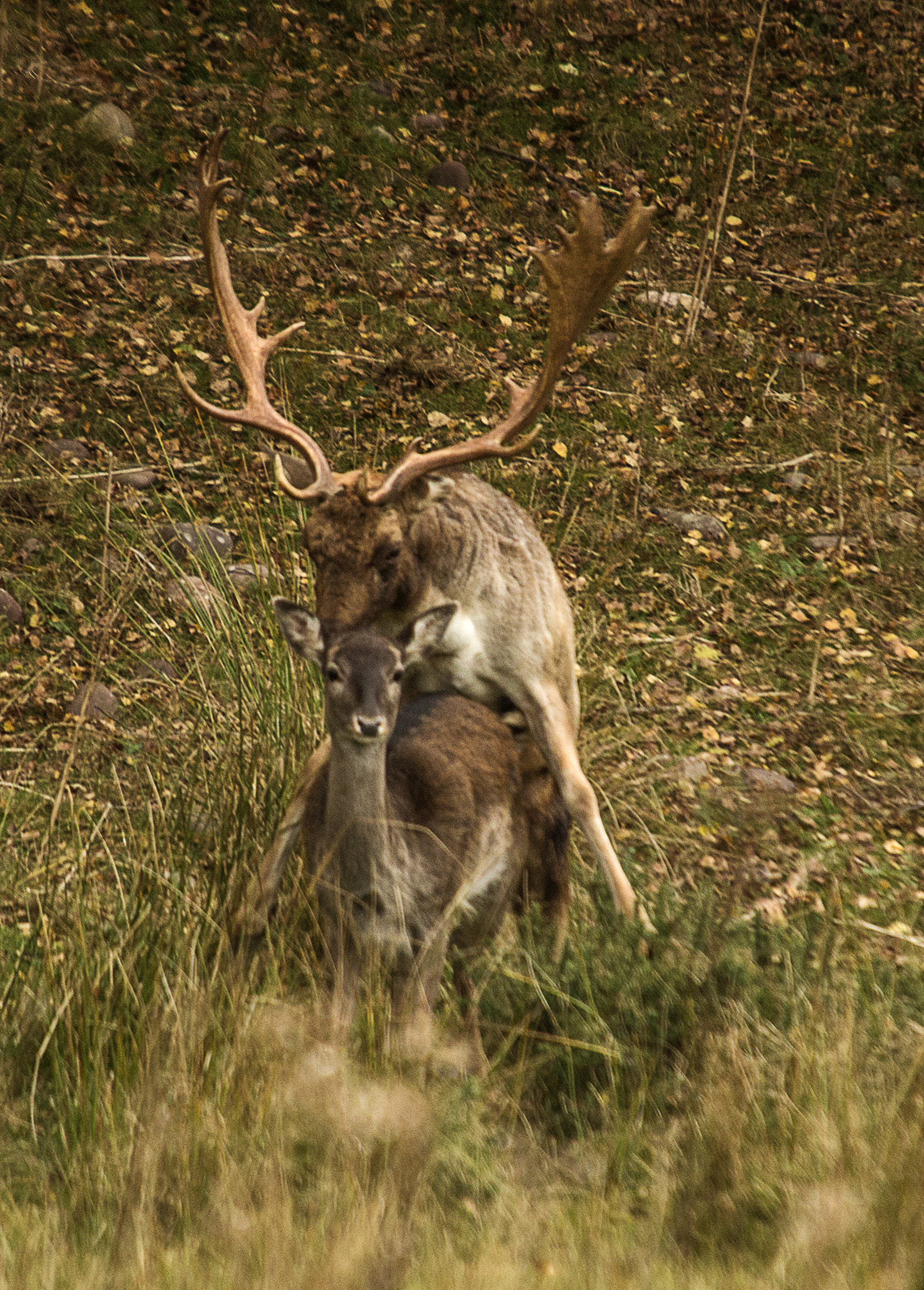 Canon EOS 600D (Rebel EOS T3i / EOS Kiss X5) + Sigma 50-500mm f/4-6.3 APO HSM EX sample photo. Fallow deer mating photography