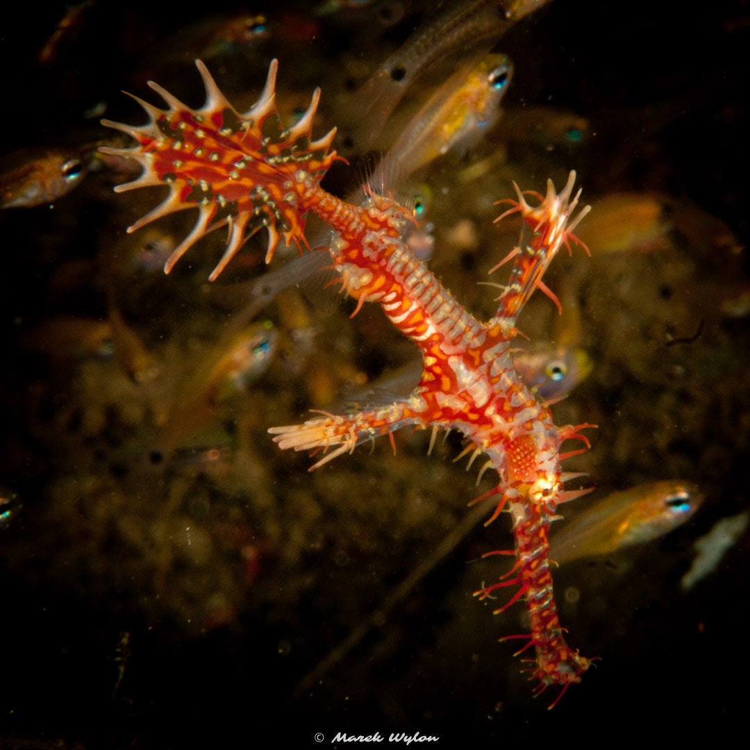 Nikon AF-S Micro-Nikkor 60mm F2.8G ED sample photo. Ornate ghost pipefish | thubbataha reef | 2012.04.22 photography