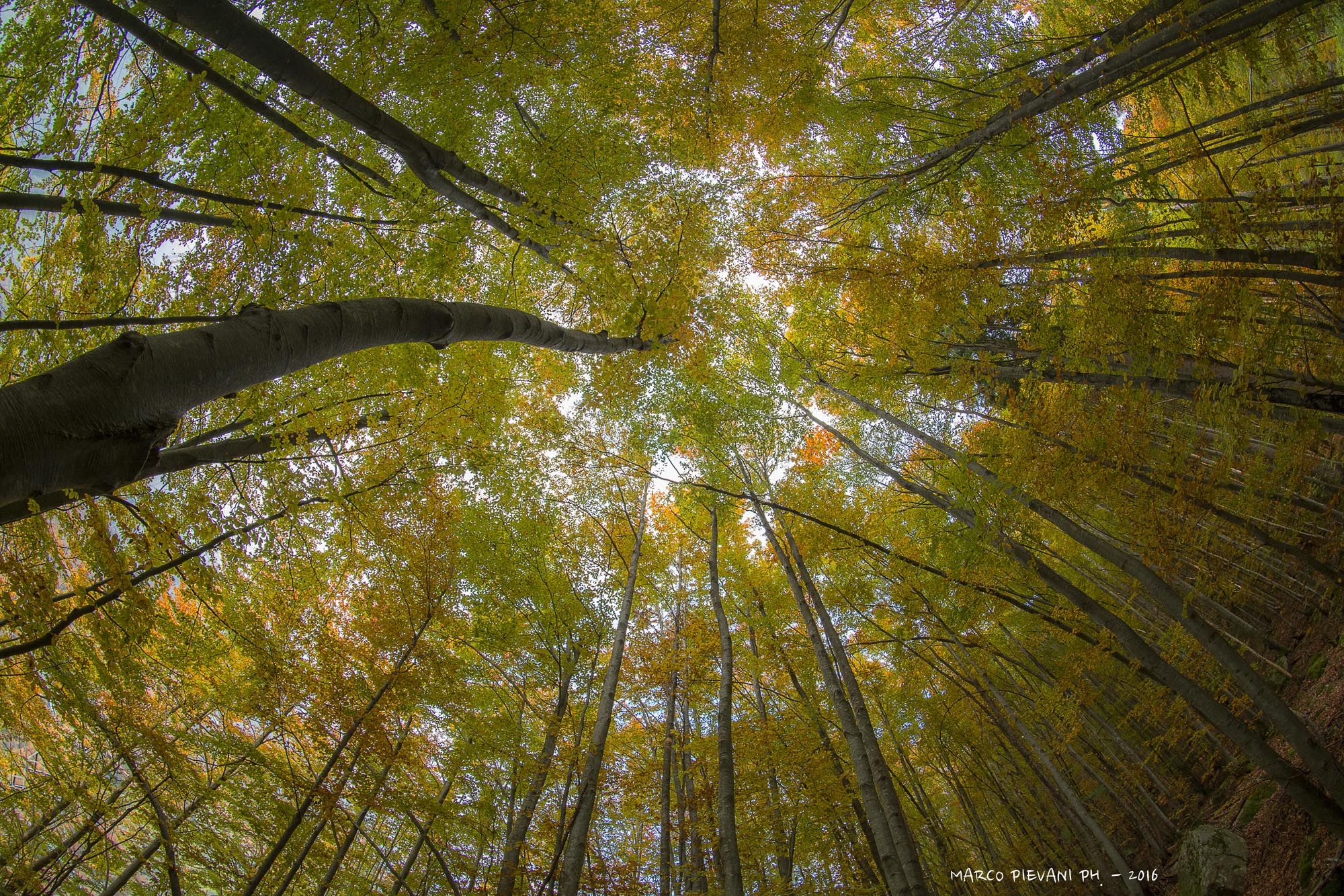 Samyang 8mm F3.5 Aspherical IF MC Fisheye sample photo. Vertical autumn photography