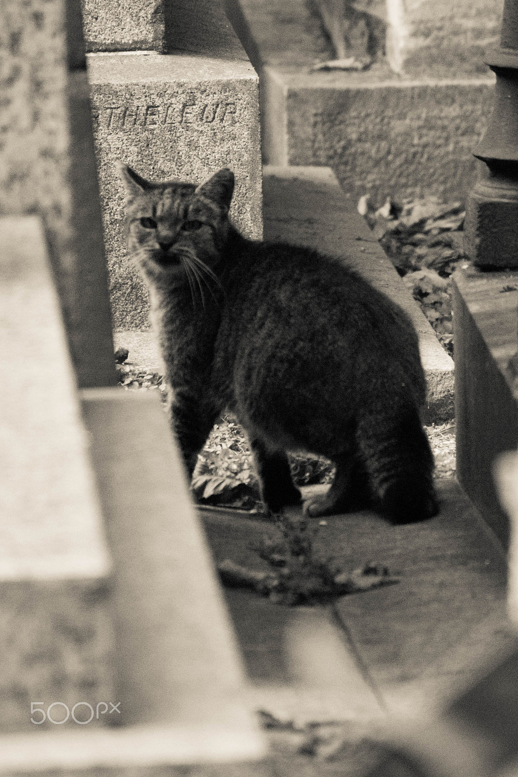 Canon EOS 650D (EOS Rebel T4i / EOS Kiss X6i) sample photo. Cemetery cat 2 photography