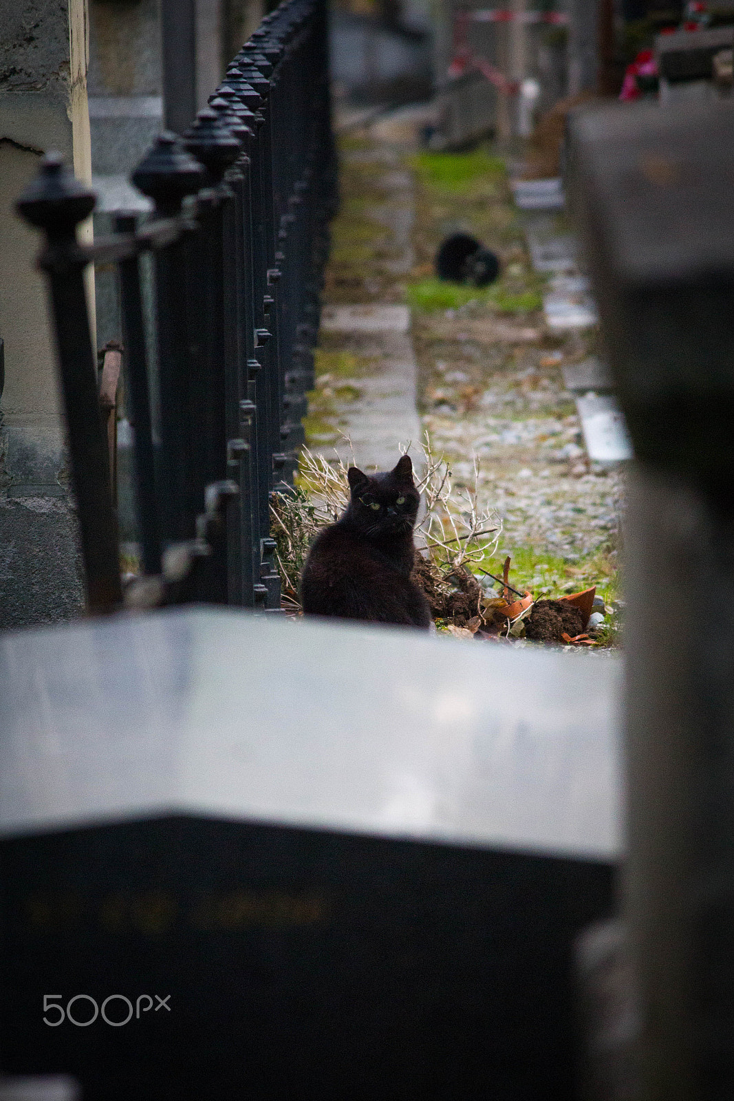 Canon EOS 650D (EOS Rebel T4i / EOS Kiss X6i) sample photo. Cemetery cat 4 photography