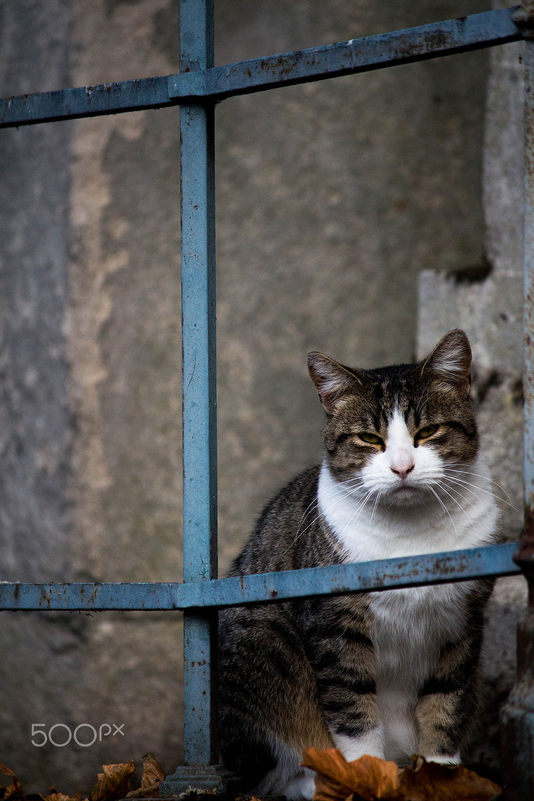 Canon EOS 650D (EOS Rebel T4i / EOS Kiss X6i) sample photo. Cemetery cat 3 photography