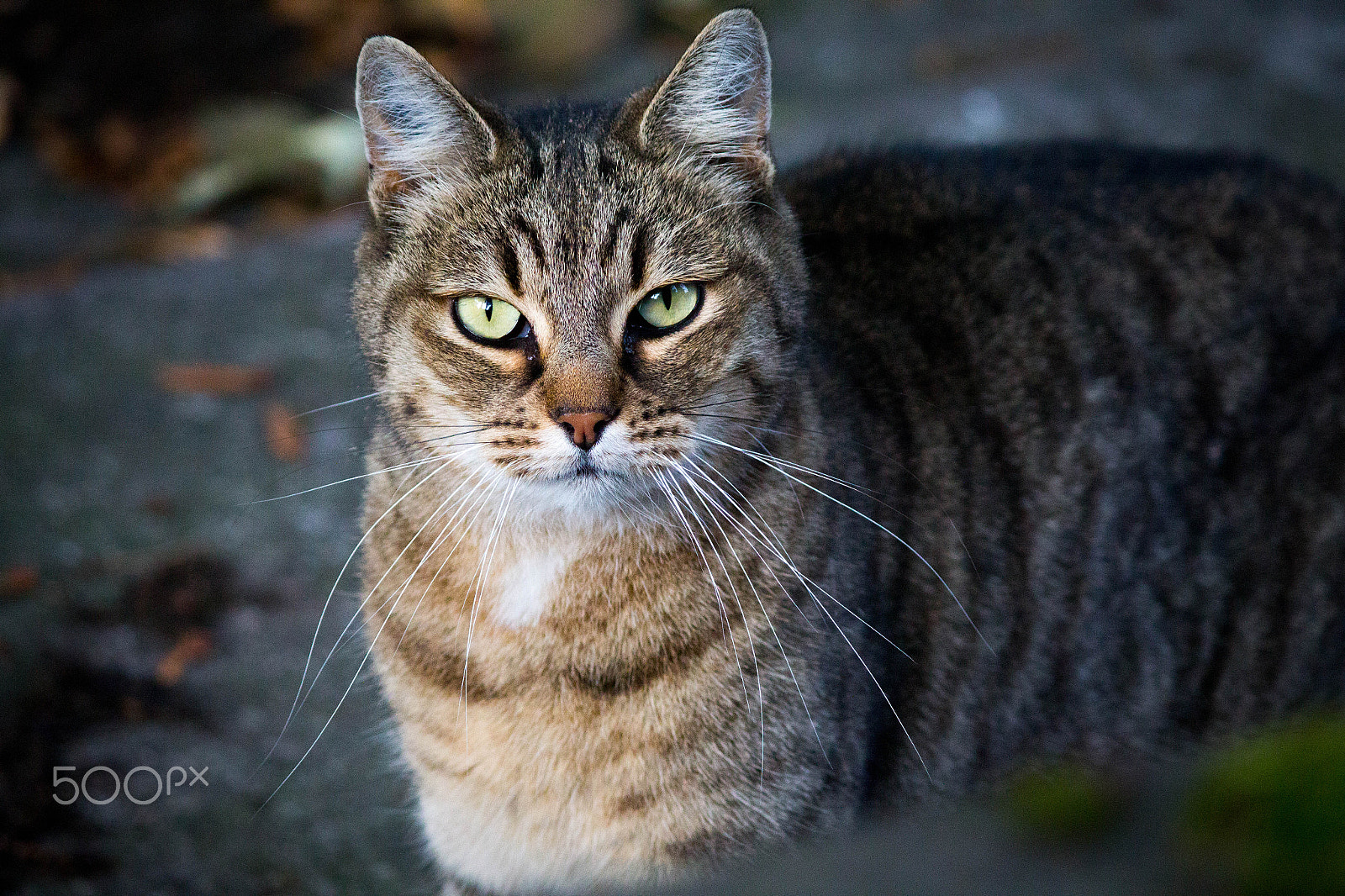 Canon EOS 650D (EOS Rebel T4i / EOS Kiss X6i) sample photo. Cemetery cat 5 photography