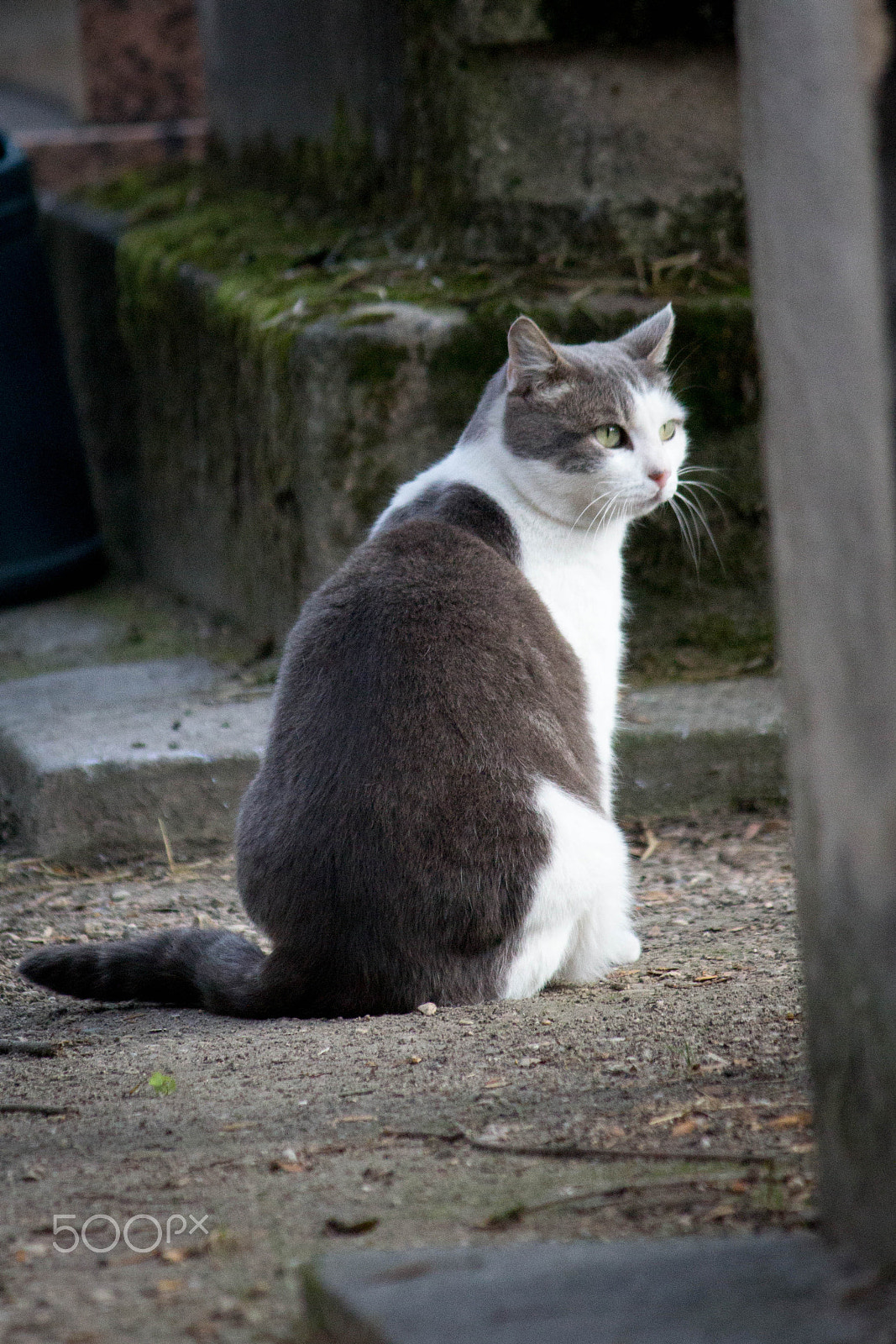 Canon EOS 650D (EOS Rebel T4i / EOS Kiss X6i) sample photo. Cemetery cat 6 photography